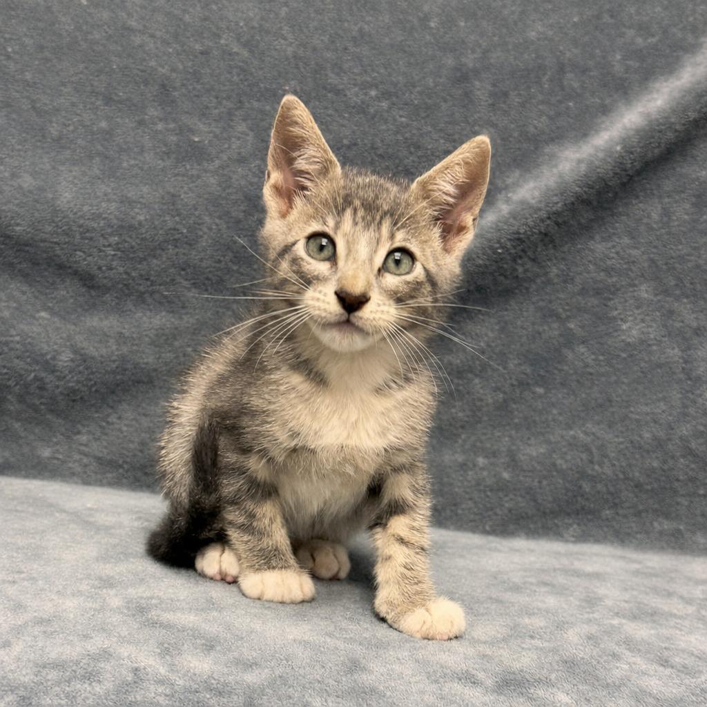 Willard, a Adoptable mixed breed in Brenham, TX image 2/6
