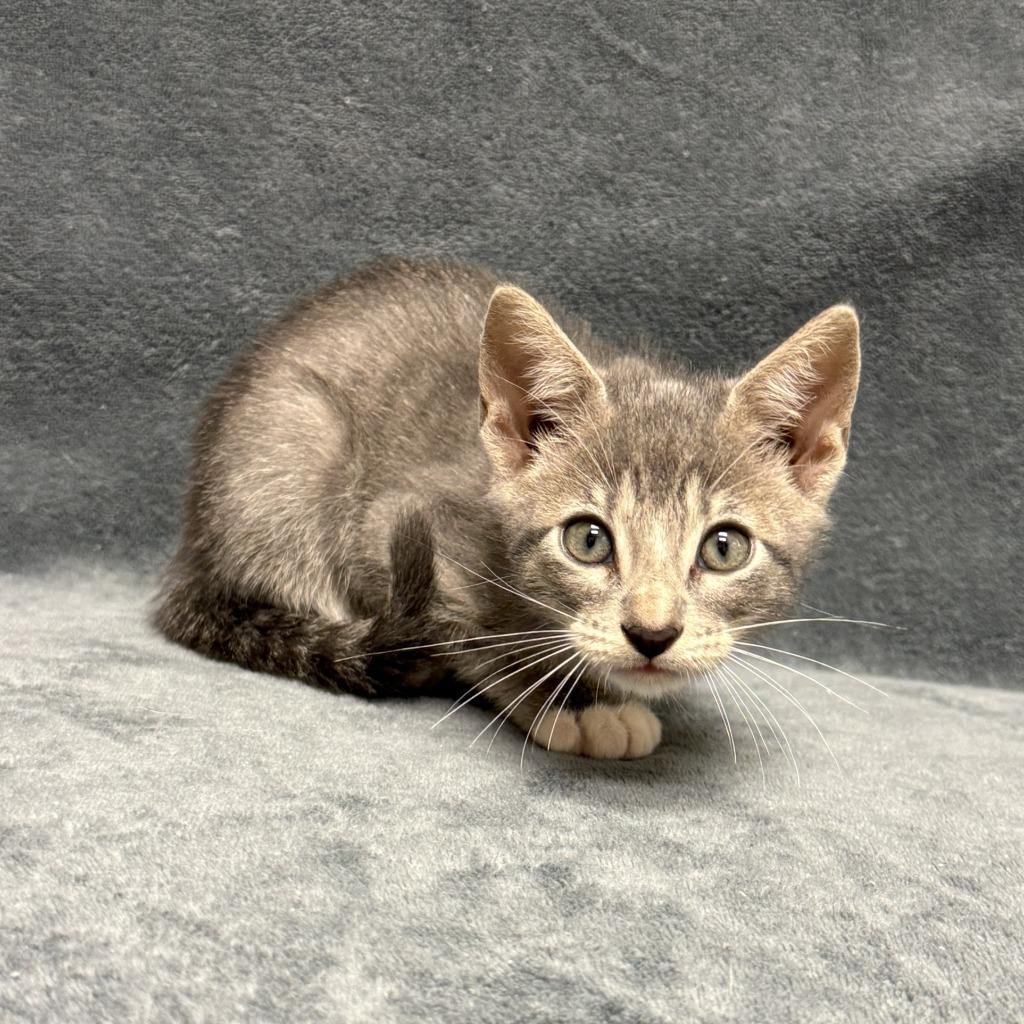 Willard, a Adoptable mixed breed in Brenham, TX image 3/6