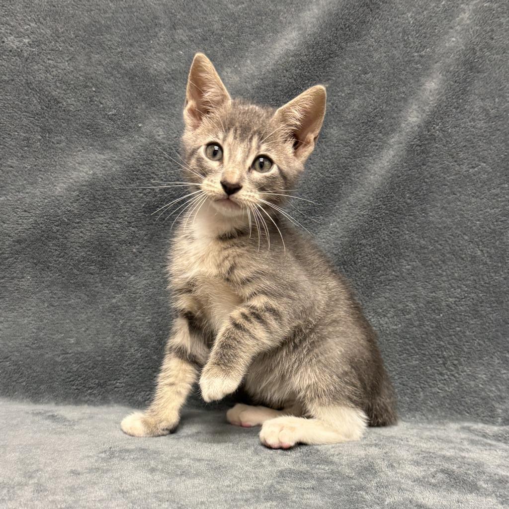 Willard, a Adoptable mixed breed in Brenham, TX image 4/6