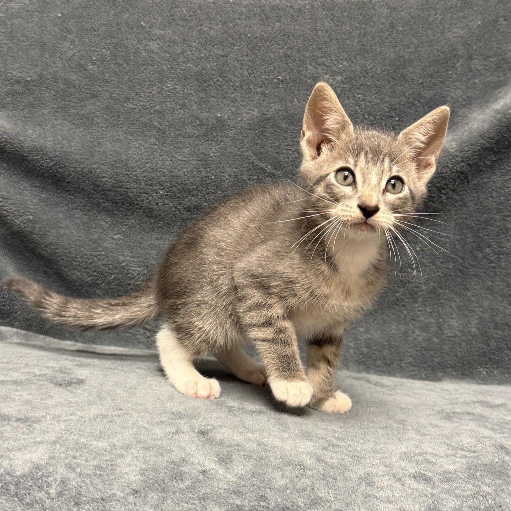 Willard, a Adoptable mixed breed in Brenham, TX image 6/6