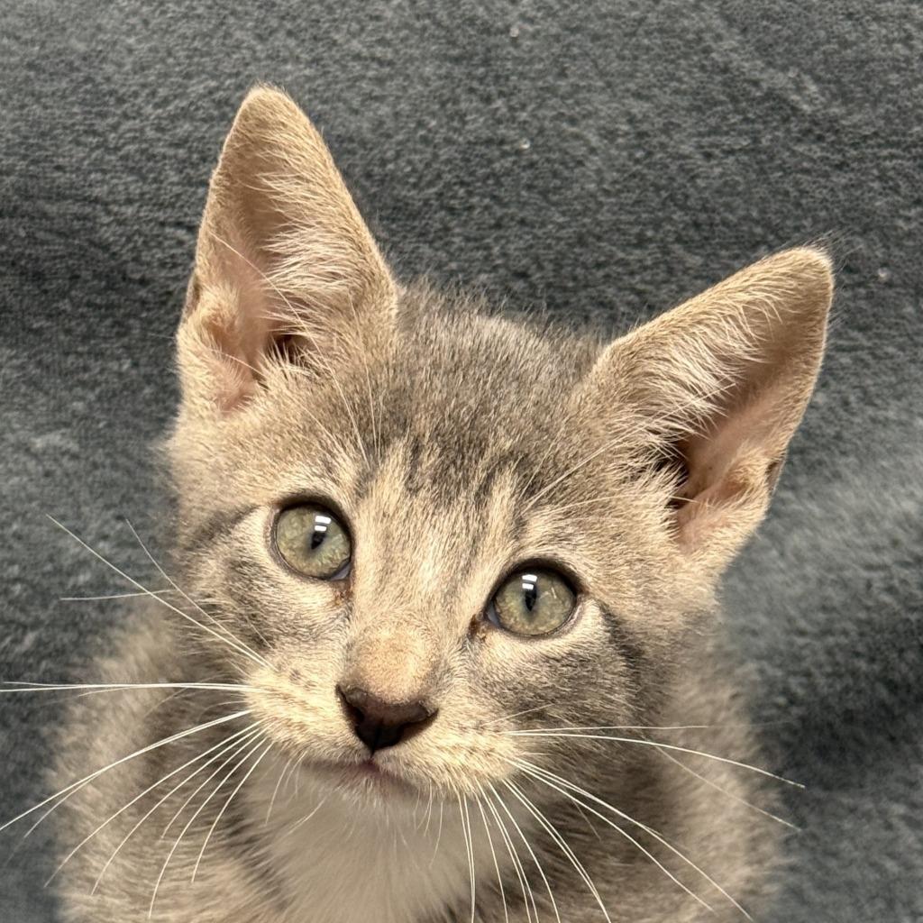 Willard, Adoptable, Kitten Male Domestic Short Hair.