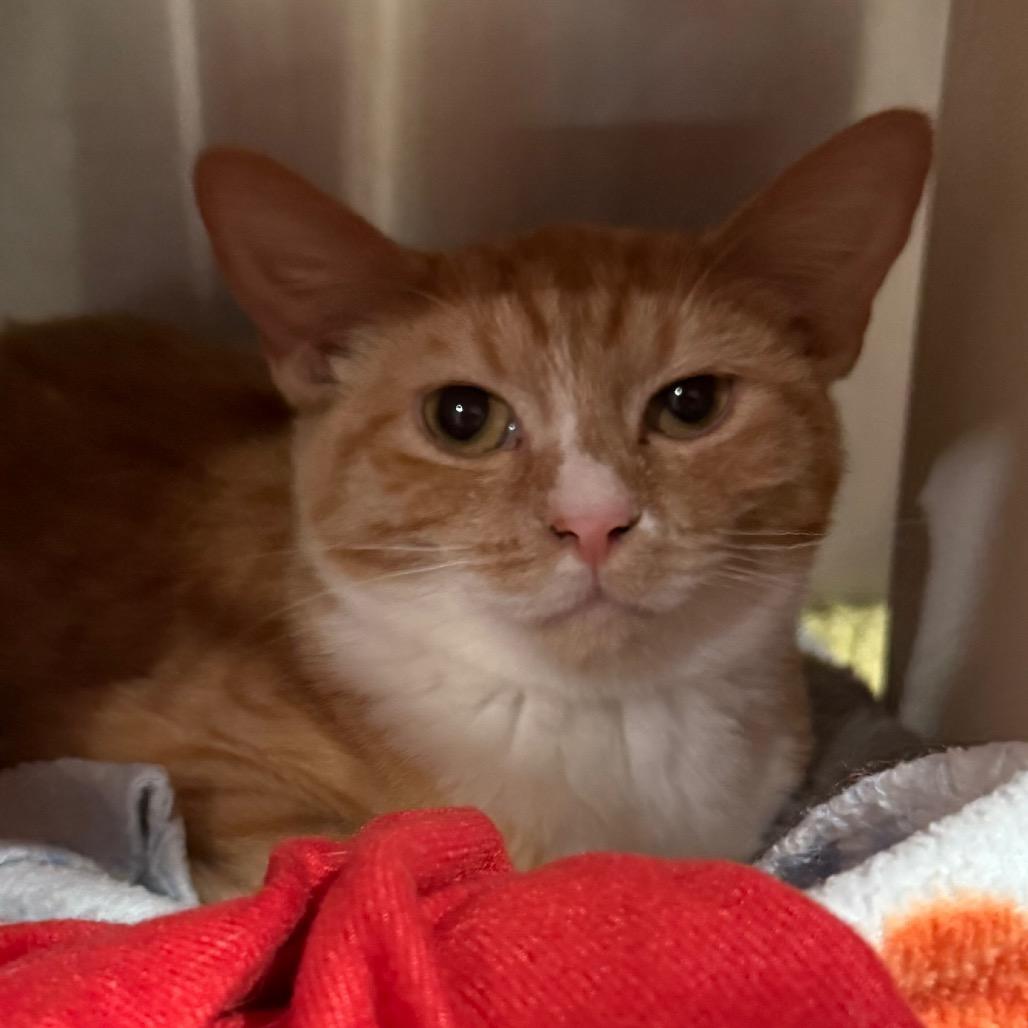 Cookie, Adoptable, Young Female Domestic Short Hair.