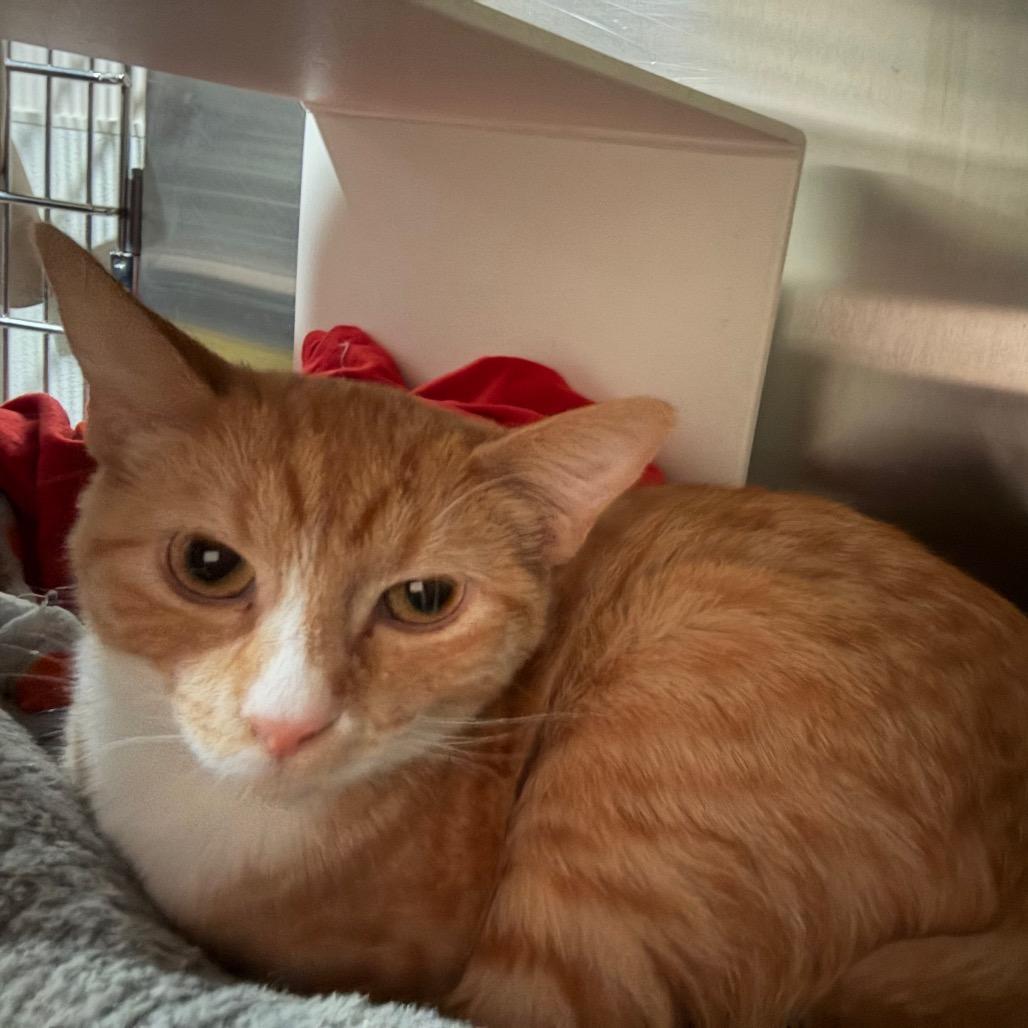 Enlarge Cookie, a Adoptable Domestic Short Hair in Cedaredge, CO image 2/6