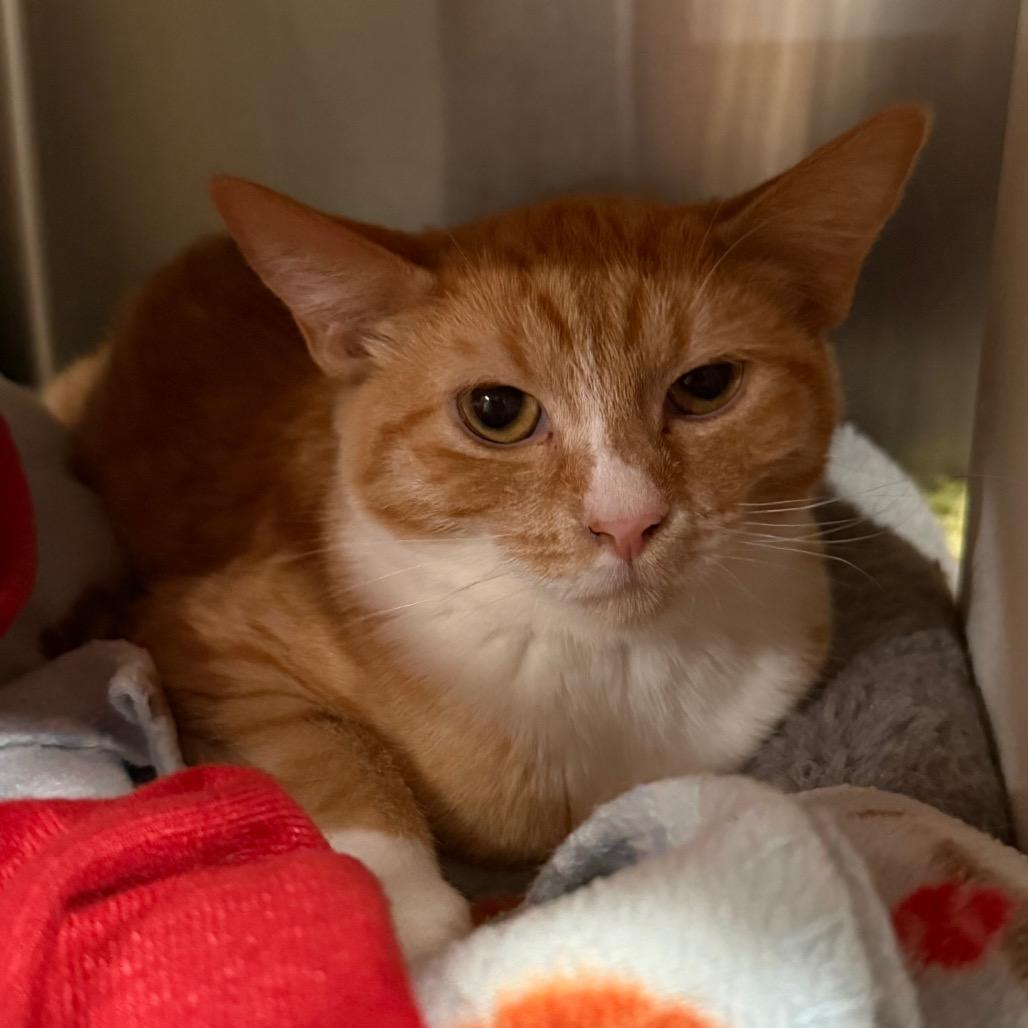 Enlarge Cookie, a Adoptable Domestic Short Hair in Cedaredge, CO image 3/6