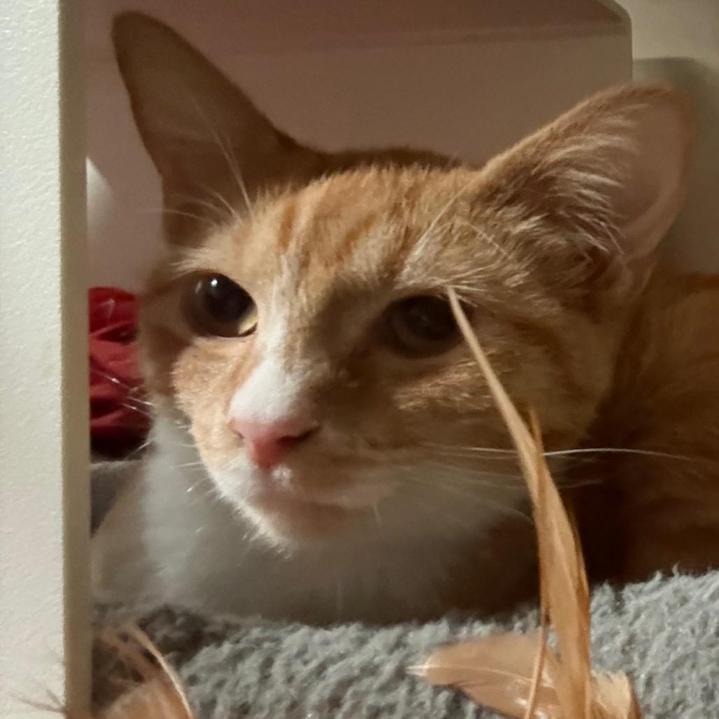 Enlarge Cookie, a Adoptable Domestic Short Hair in Cedaredge, CO image 4/6