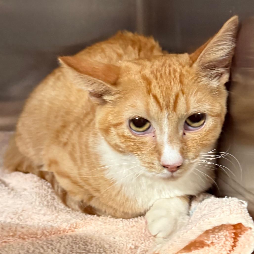 Enlarge Cookie, a Adoptable Domestic Short Hair in Cedaredge, CO image 5/6