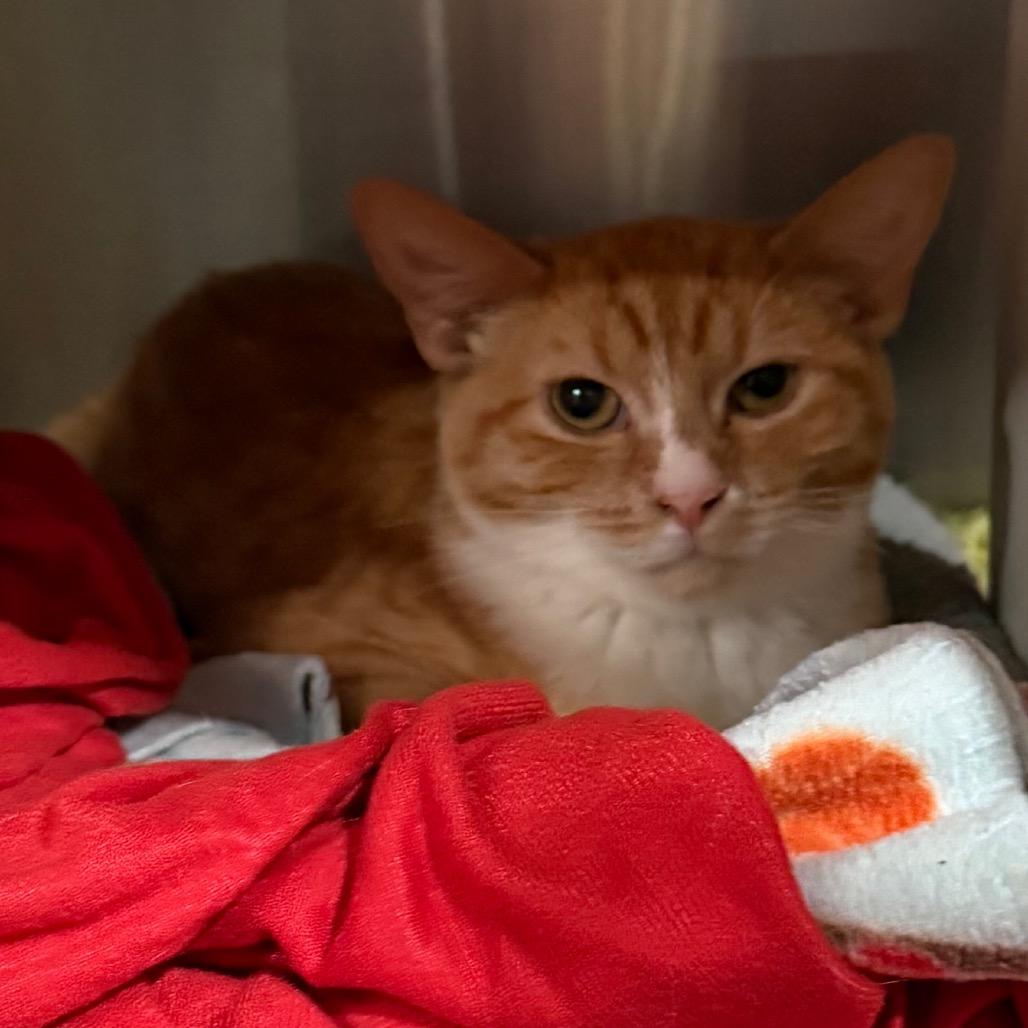 Enlarge Cookie, a Adoptable Domestic Short Hair in Cedaredge, CO image 6/6