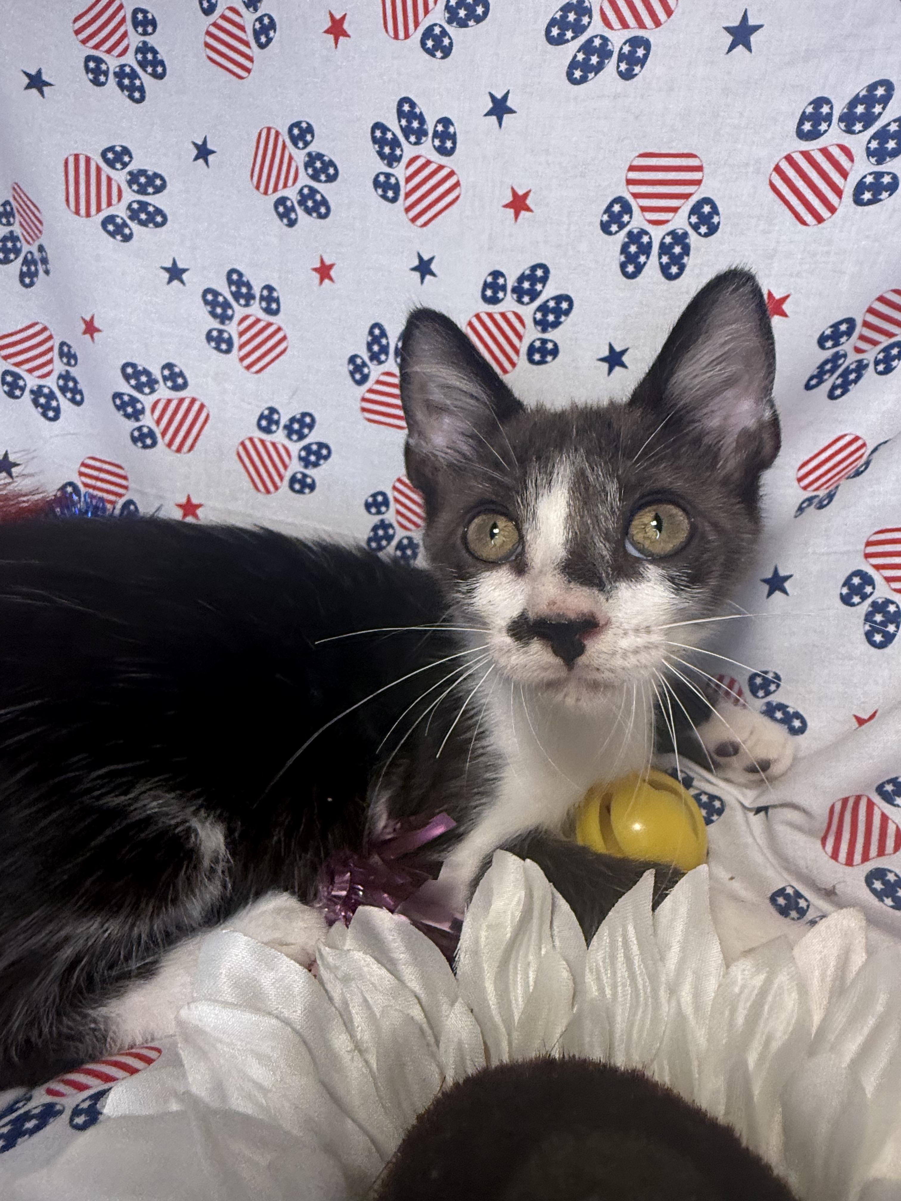 Enlarge Jack White, a ADOPTABLE Domestic Short Hair in Ocean Springs, MS image 4/4