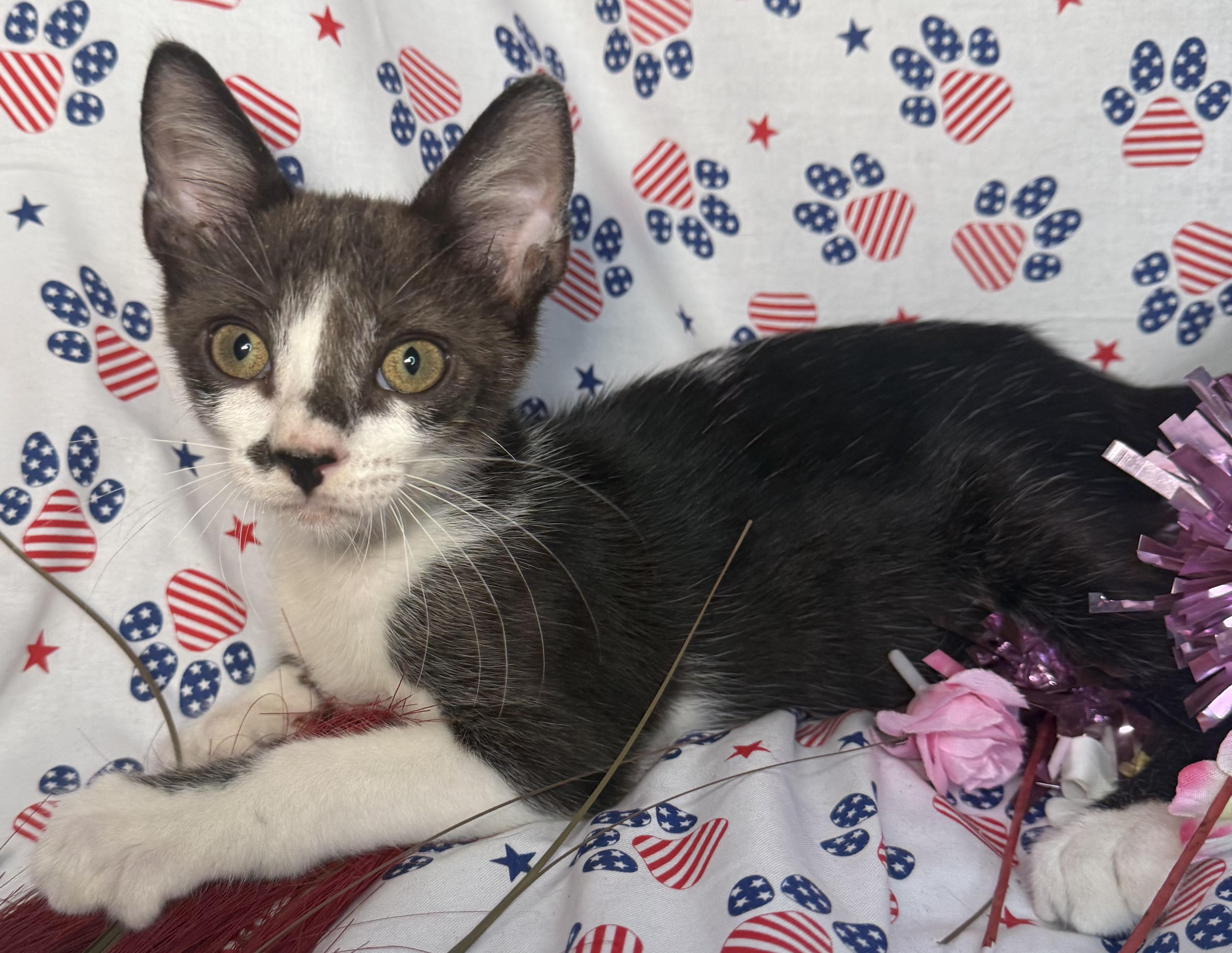 Jack White, ADOPTABLE, Kitten Male Domestic Short Hair.