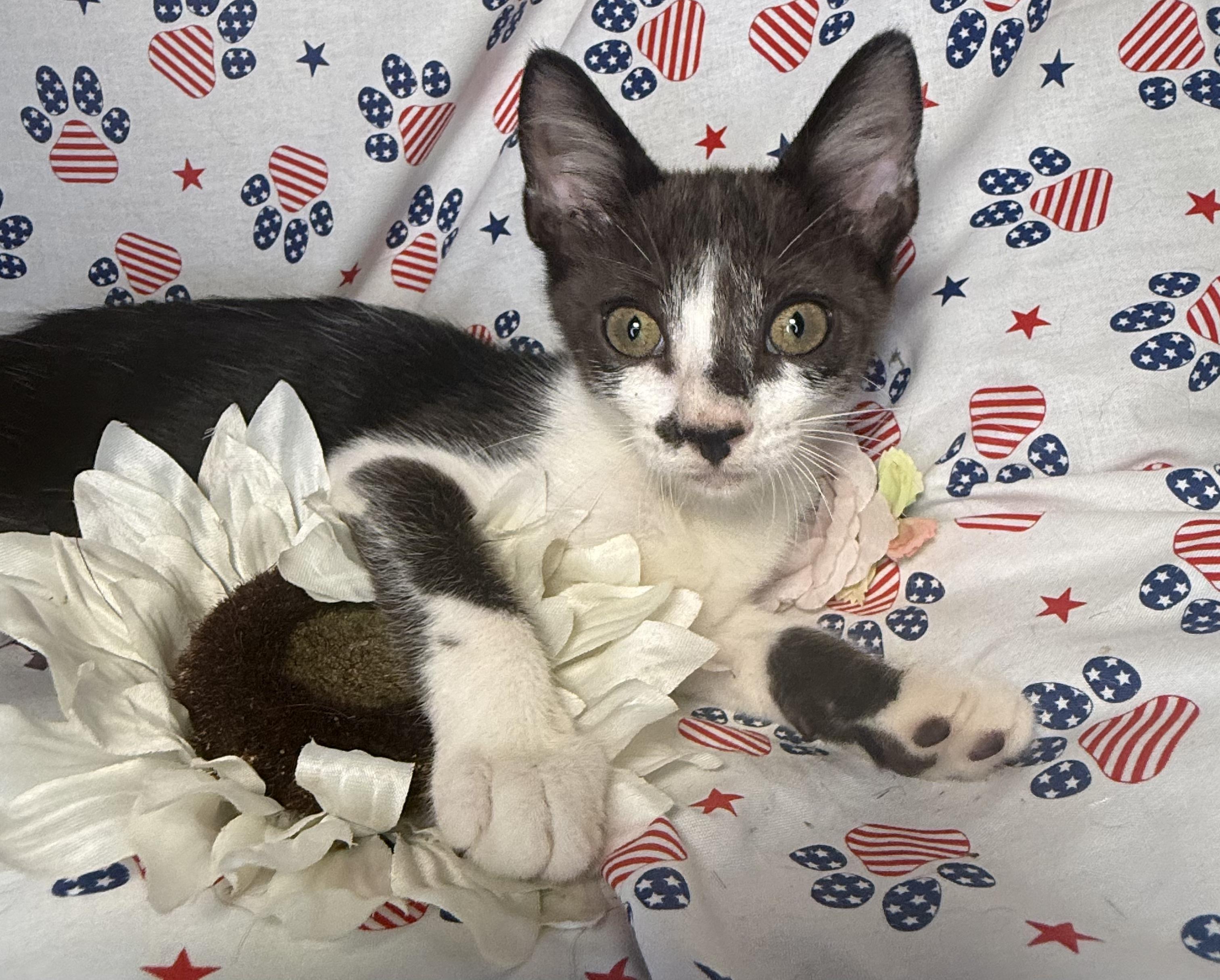 Enlarge Jack White, a ADOPTABLE Domestic Short Hair in Ocean Springs, MS image 3/4