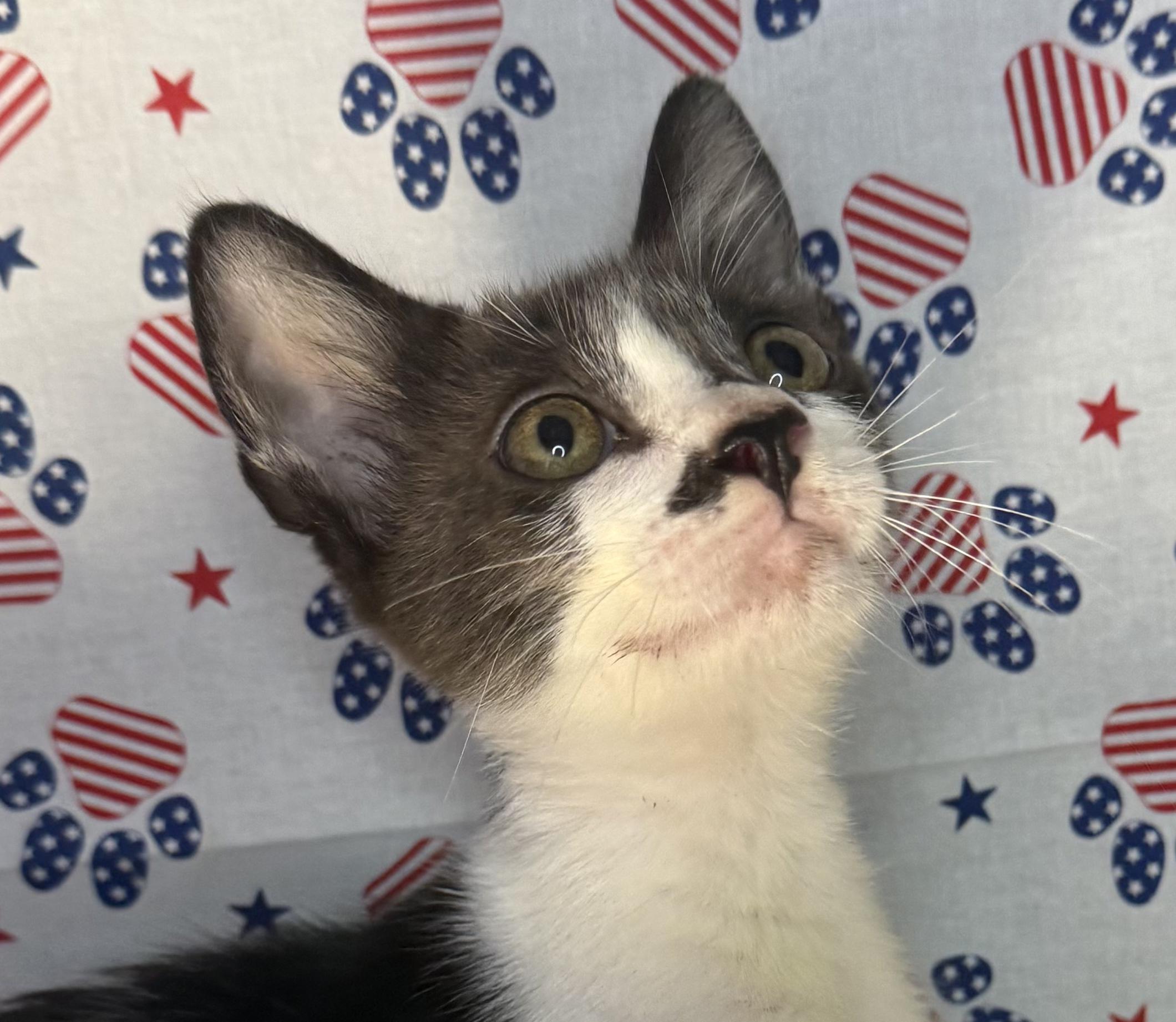 Enlarge Jack White, a ADOPTABLE Domestic Short Hair in Ocean Springs, MS image 2/4