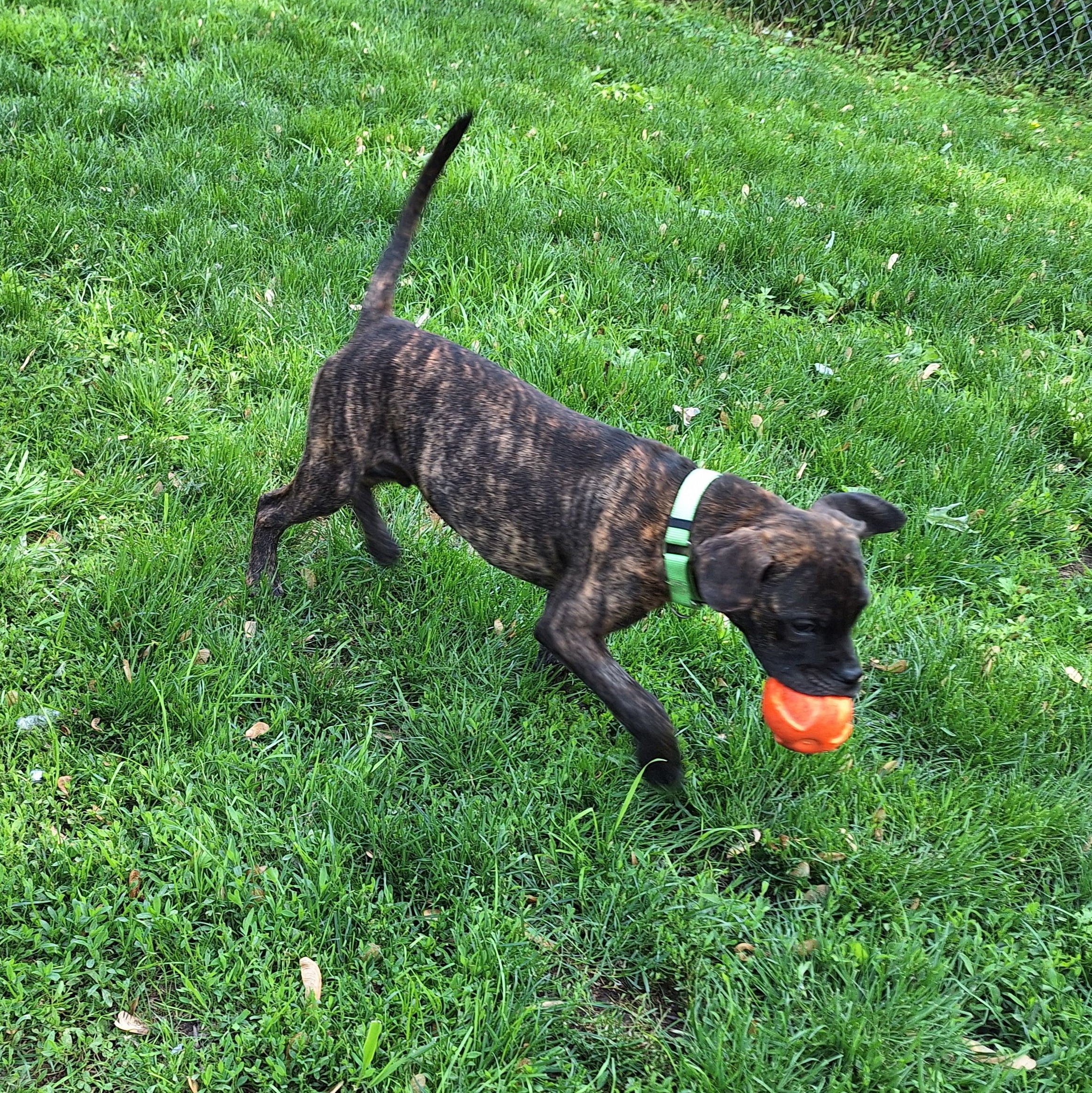 Timmy two Teeth, a Adoptable mixed breed in Hagaman, NY image 3/5