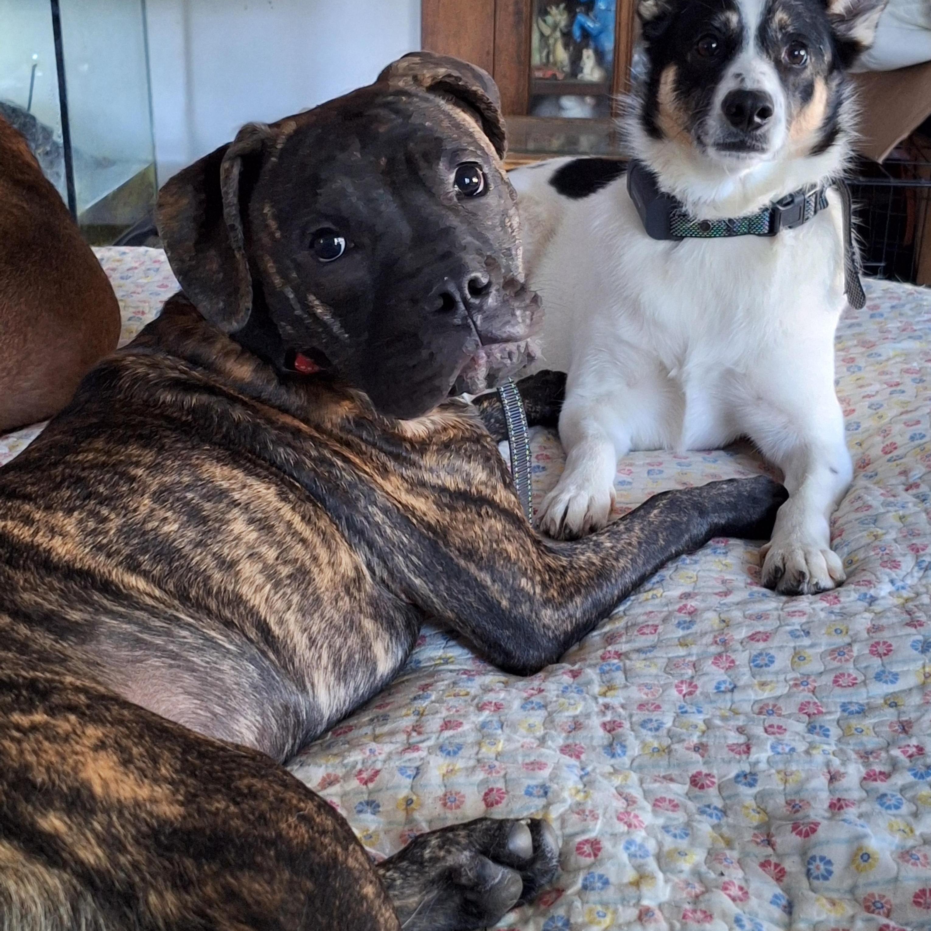 Timmy two Teeth, a Adoptable mixed breed in Hagaman, NY image 2/5