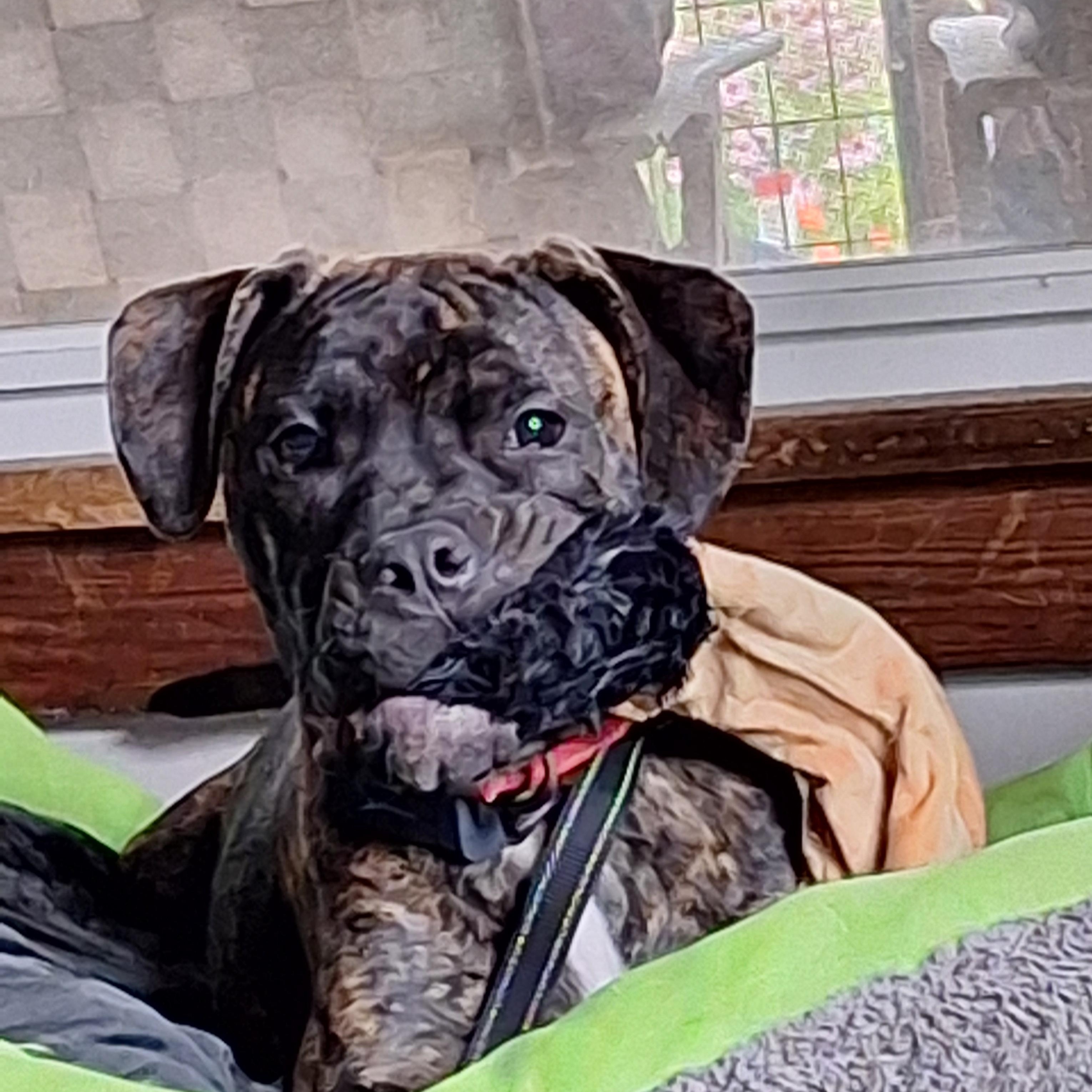 Timmy two Teeth, a Adoptable mixed breed in Hagaman, NY image 1/5