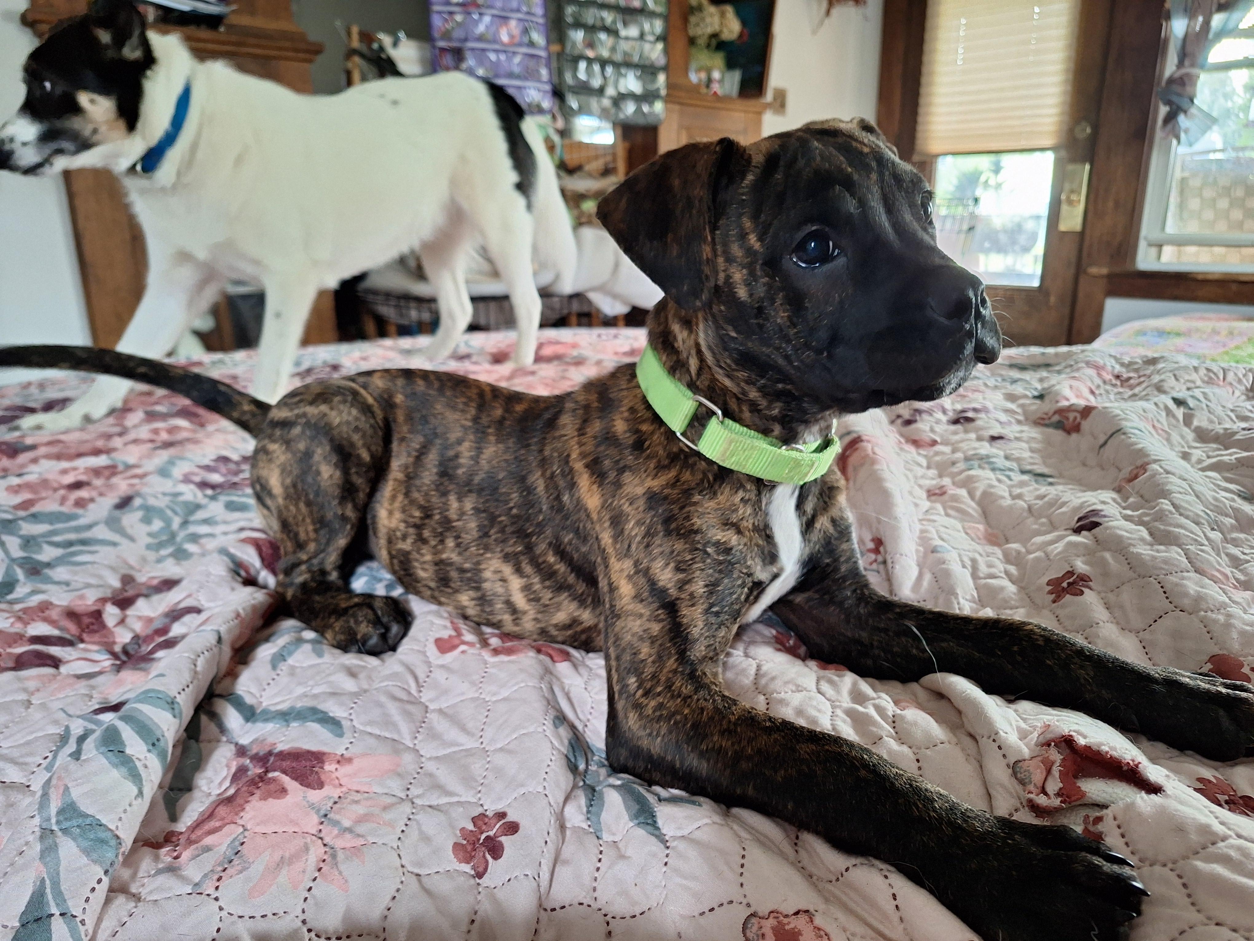 Timmy two Teeth, a Adoptable mixed breed in Hagaman, NY image 5/5