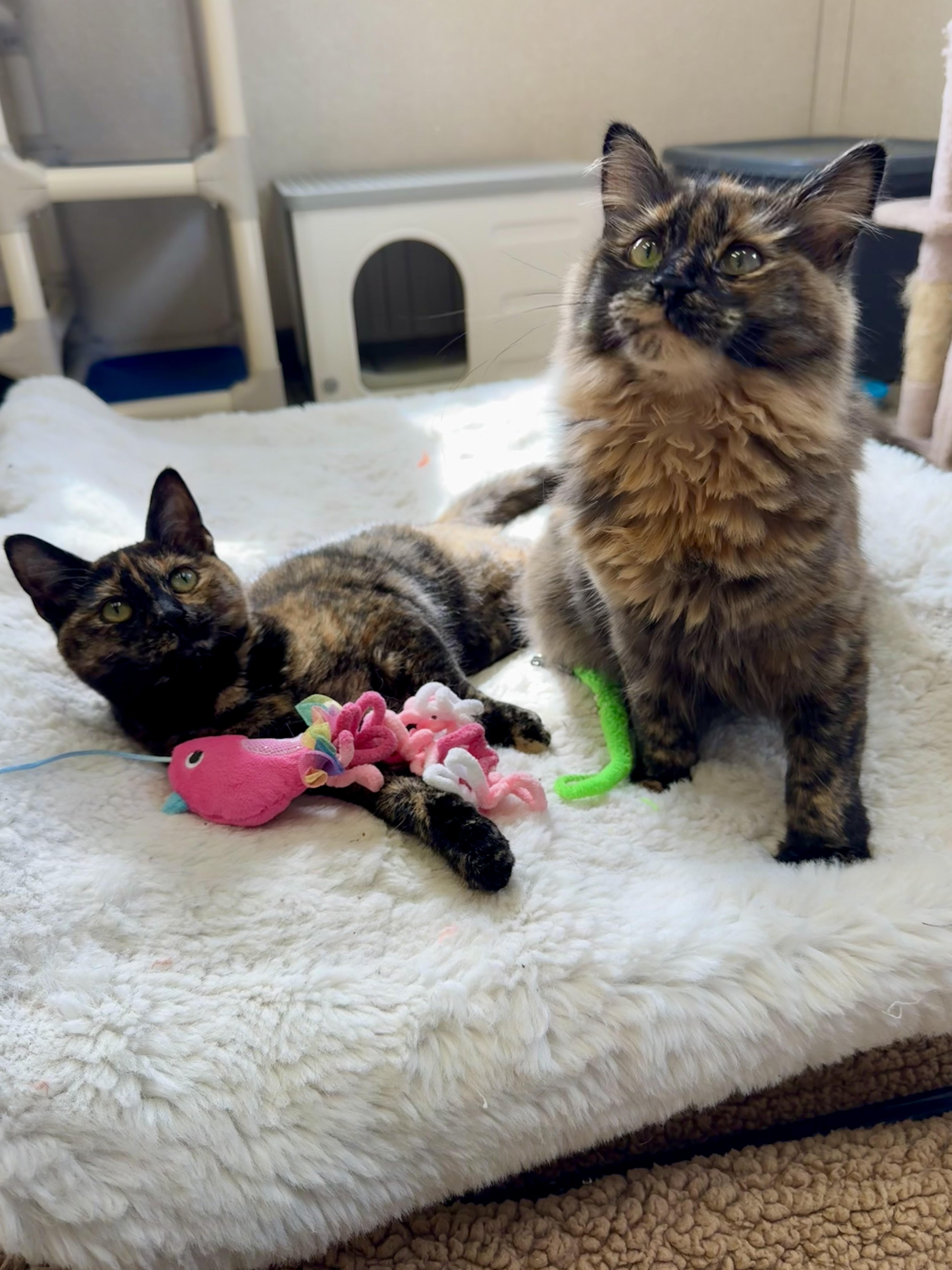 Enlarge Maple and Toffee, a Adoptable mixed breed in Salem, NH image 5/5