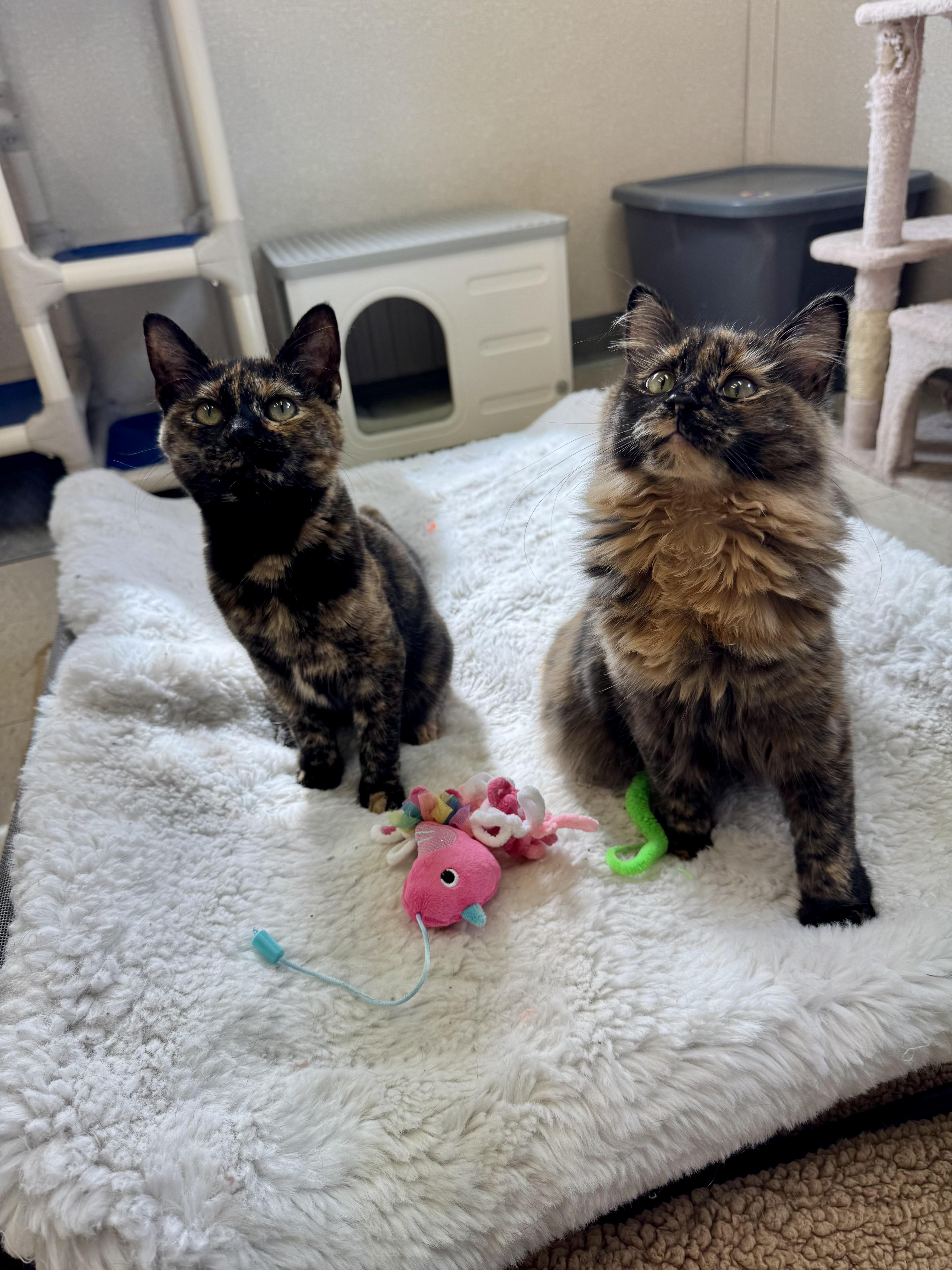 Enlarge Maple and Toffee, a Adoptable mixed breed in Salem, NH image 4/5