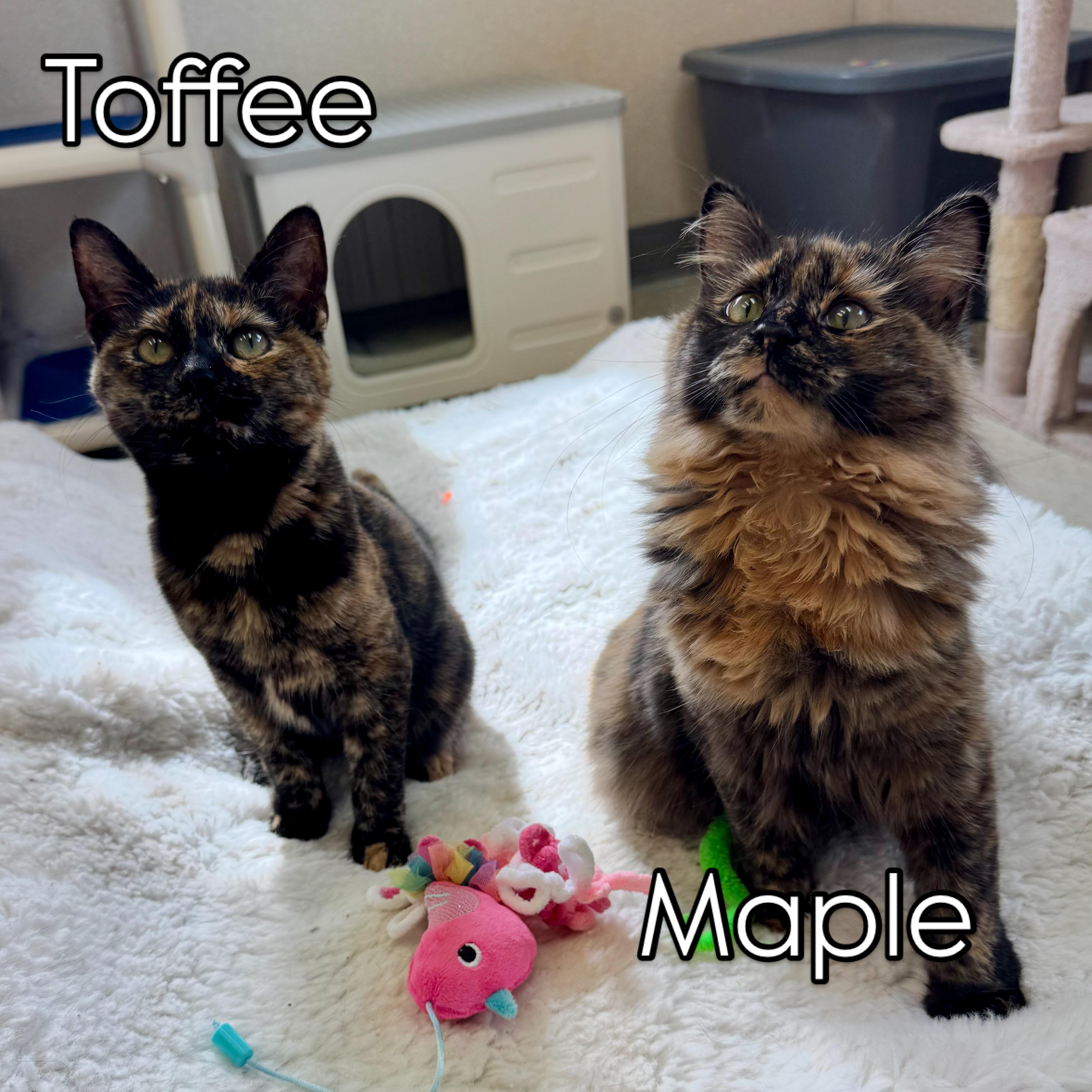 Enlarge Maple and Toffee, a Adoptable mixed breed in Salem, NH image 2/5