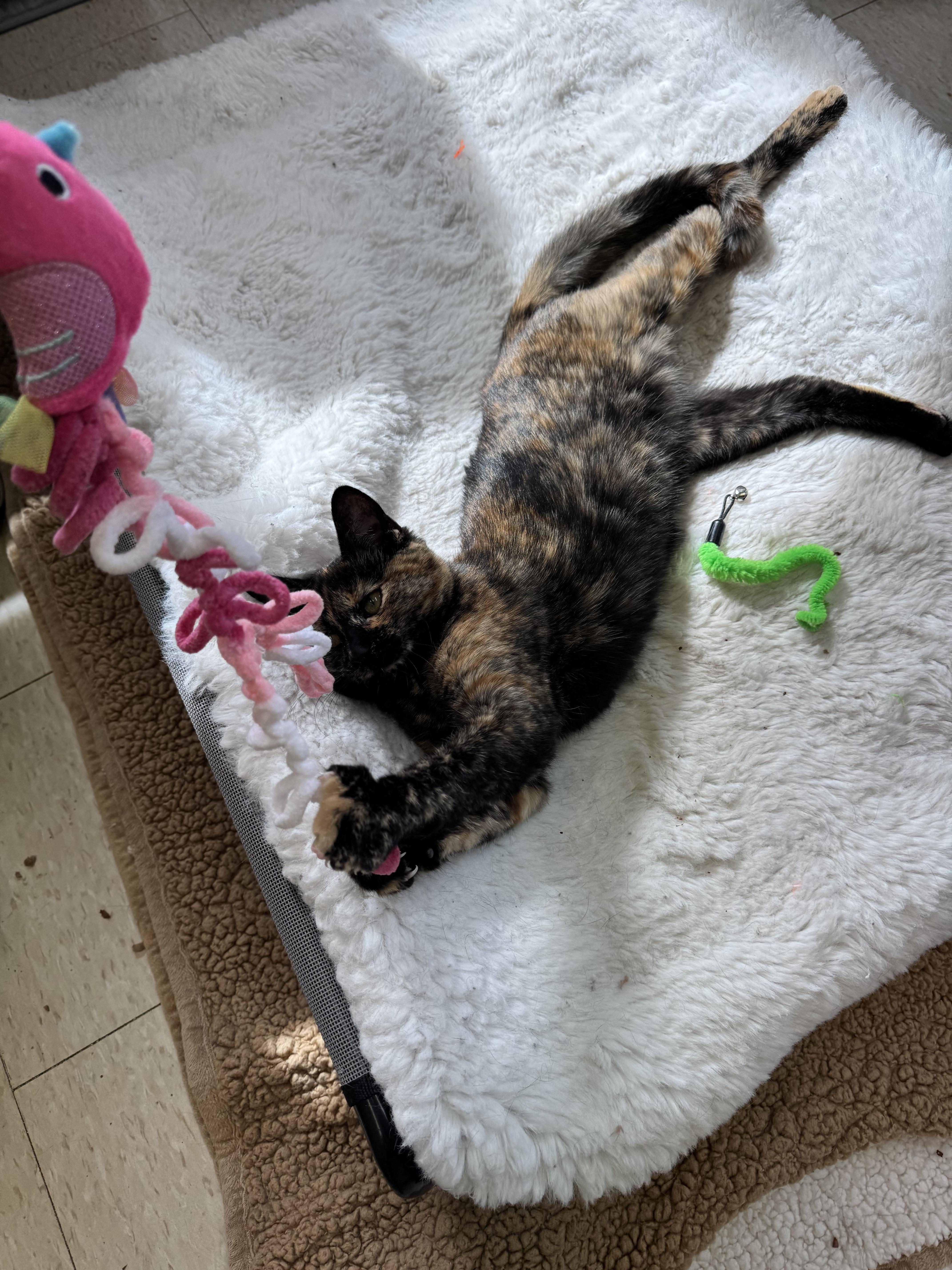 Enlarge Maple and Toffee, a Adoptable mixed breed in Salem, NH image 3/5