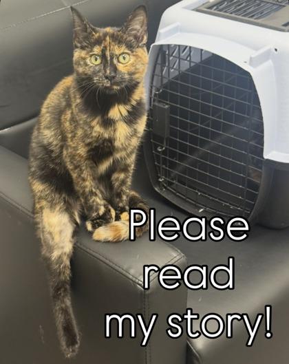 Maple and Toffee, Adoptable, Young Female Domestic Medium Hair.