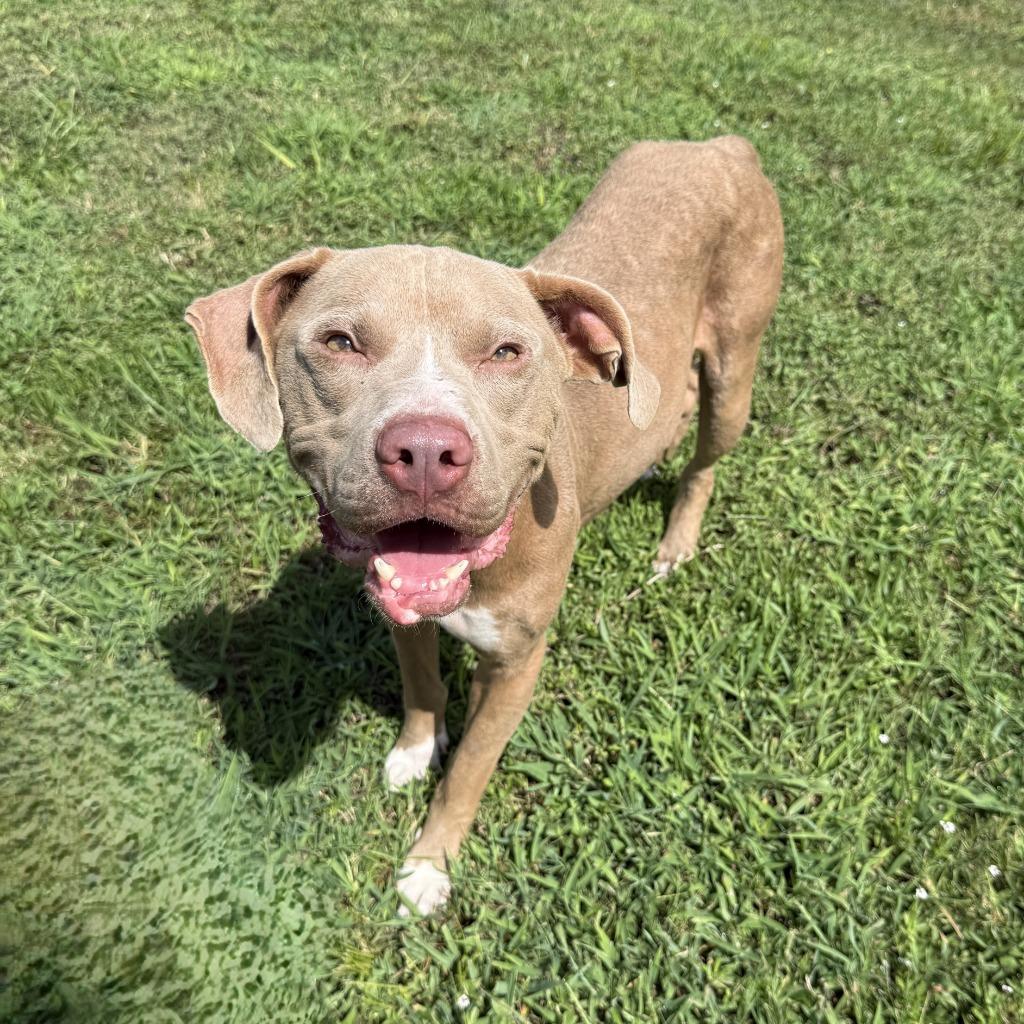 Enlarge Chewy, a Adoptable Pit Bull Terrier in Brenham, TX image 3/6