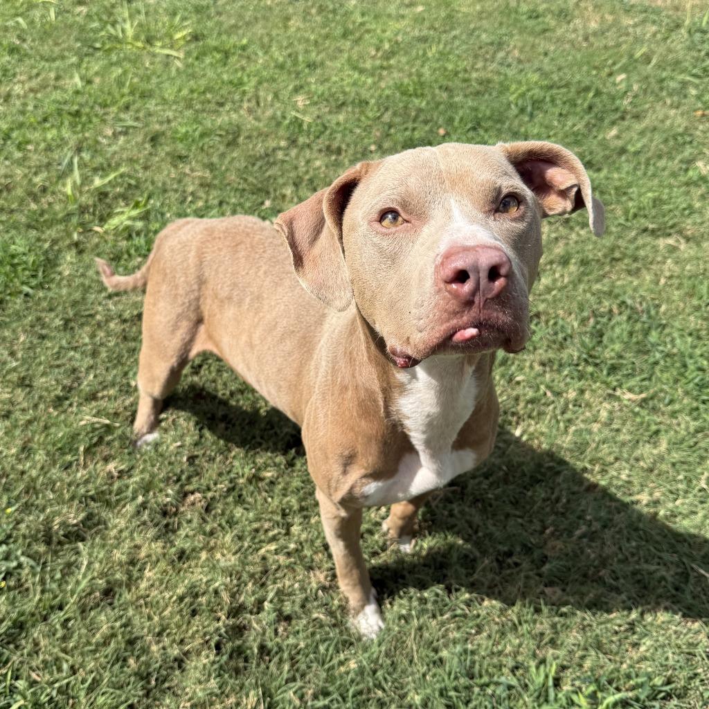 Enlarge Chewy, a Adoptable Pit Bull Terrier in Brenham, TX image 5/6