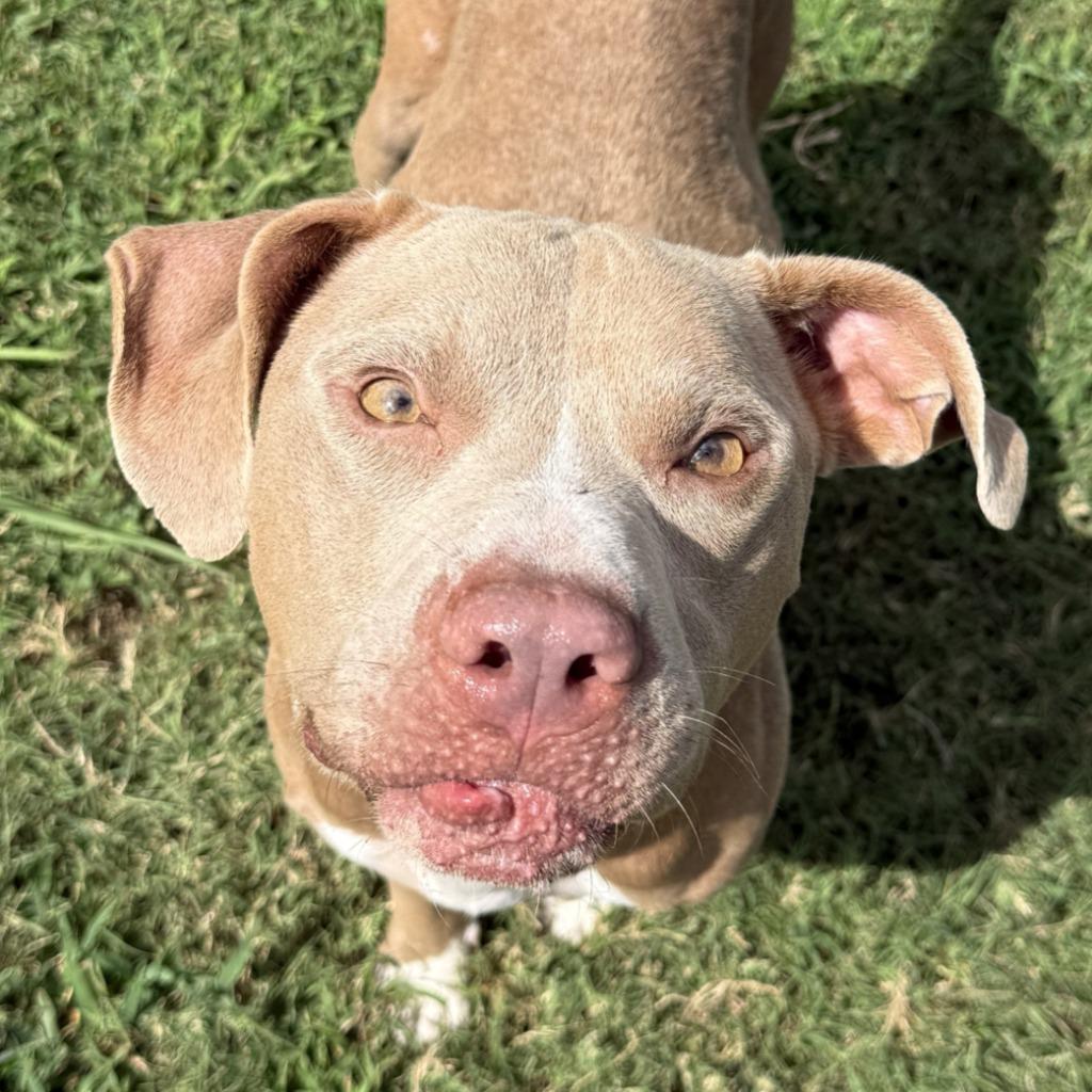 Chewy, Adoptable, Young Male Pit Bull Terrier.