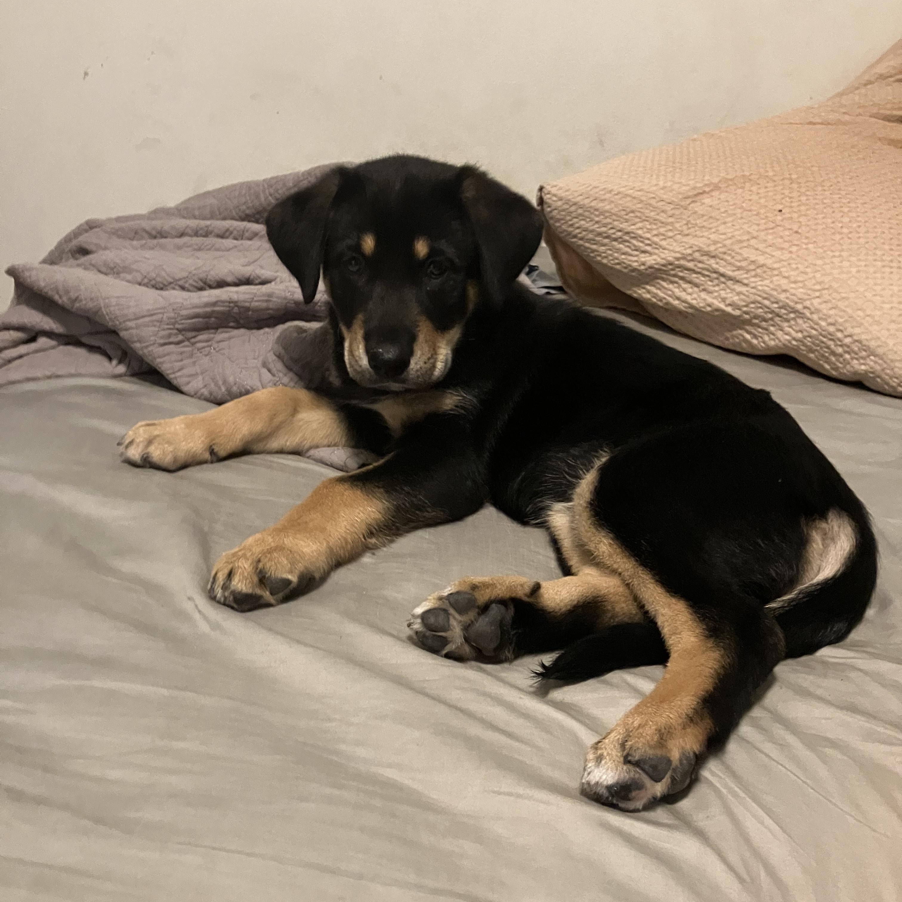 Ruby and Hera, adopted, Puppy Female German Shepherd Dog.