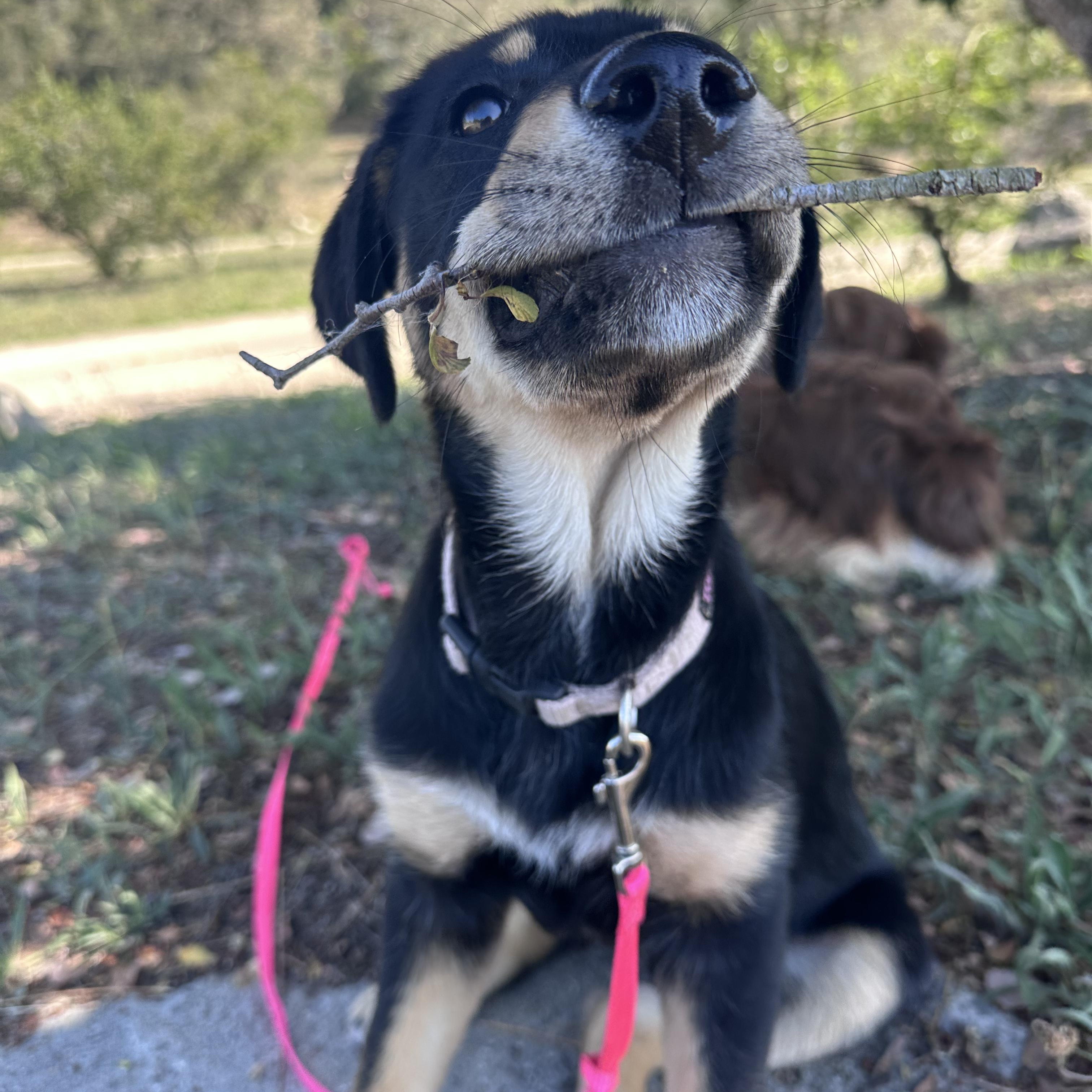 Enlarge Ruby and Hera, an adopted mixed breed in Santa Maria, CA image 5/6