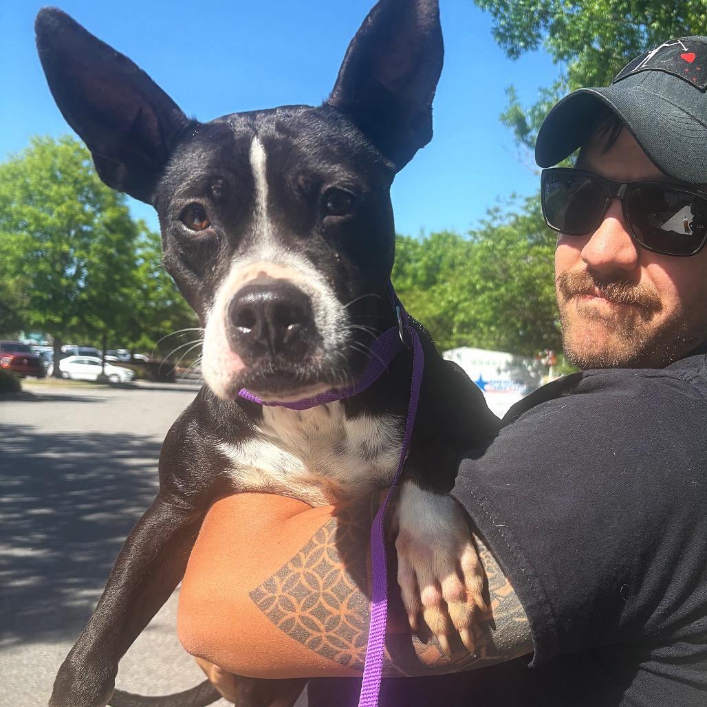 Lyla, Adoptable, Adult Female Boxer & Mixed Breed.