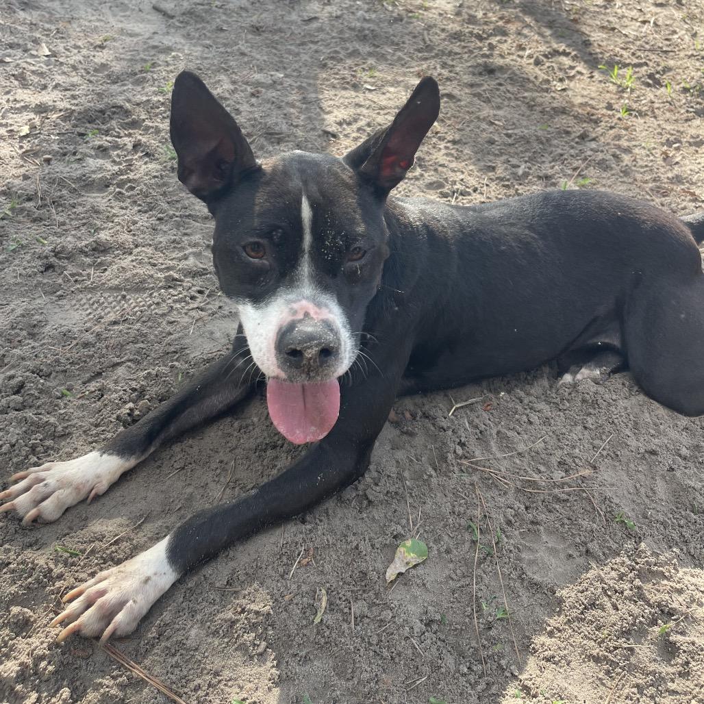 Enlarge Lyla, a Adoptable mixed breed in Valdosta , GA image 2/6