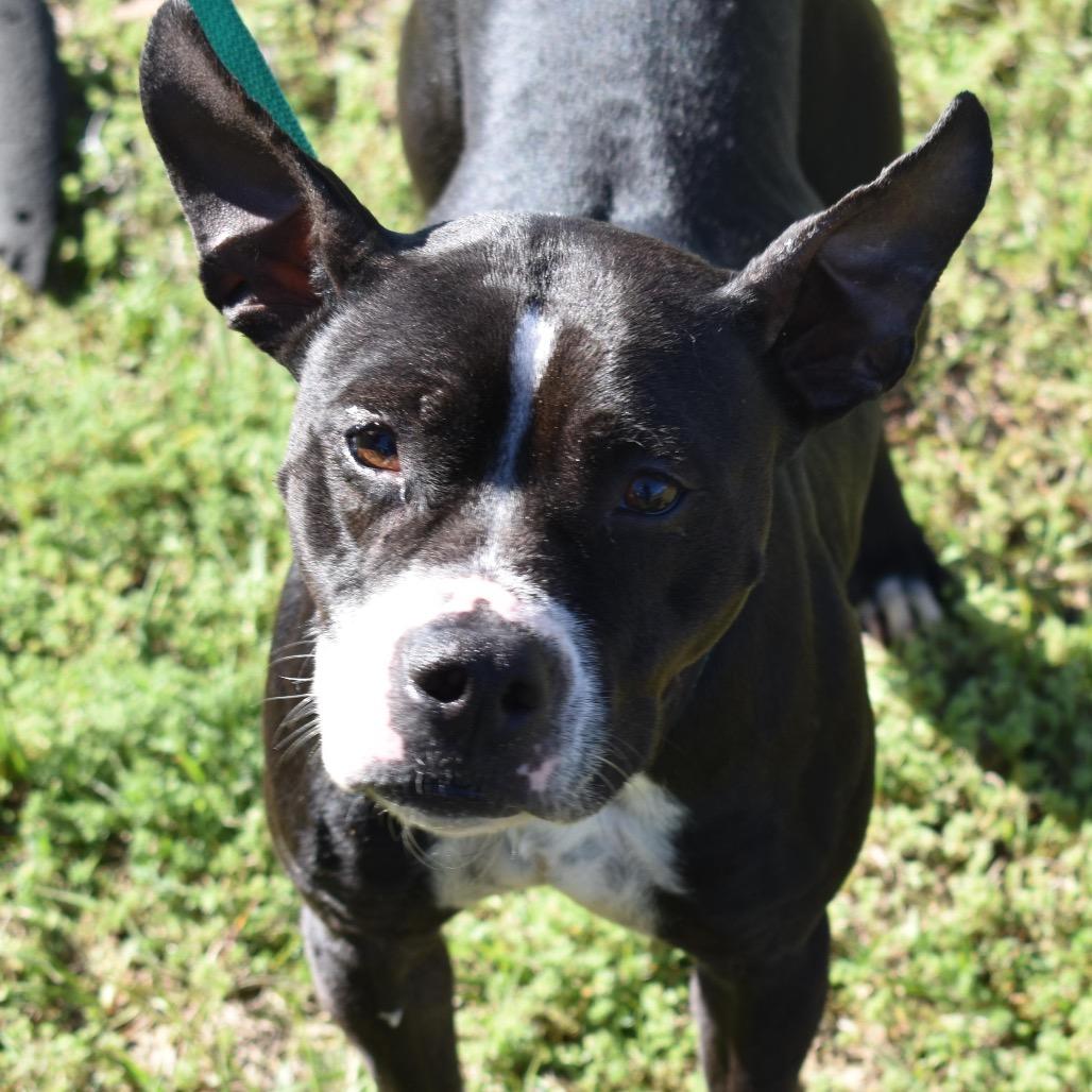 Enlarge Lyla, a Adoptable mixed breed in Valdosta , GA image 3/6