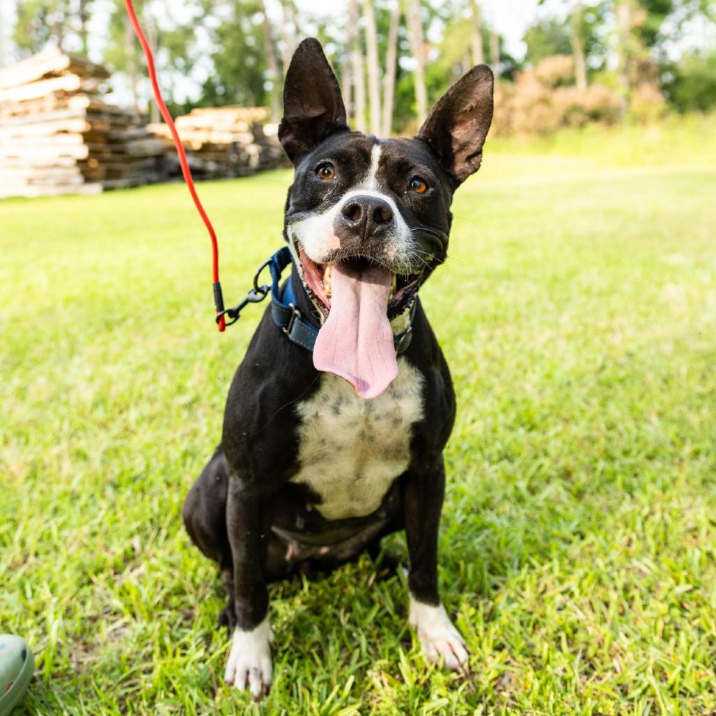 Enlarge Lyla, a Adoptable mixed breed in Valdosta , GA image 4/6