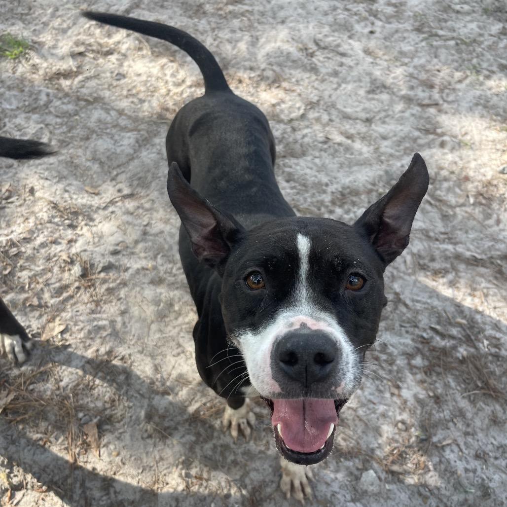 Enlarge Lyla, a Adoptable mixed breed in Valdosta , GA image 5/6