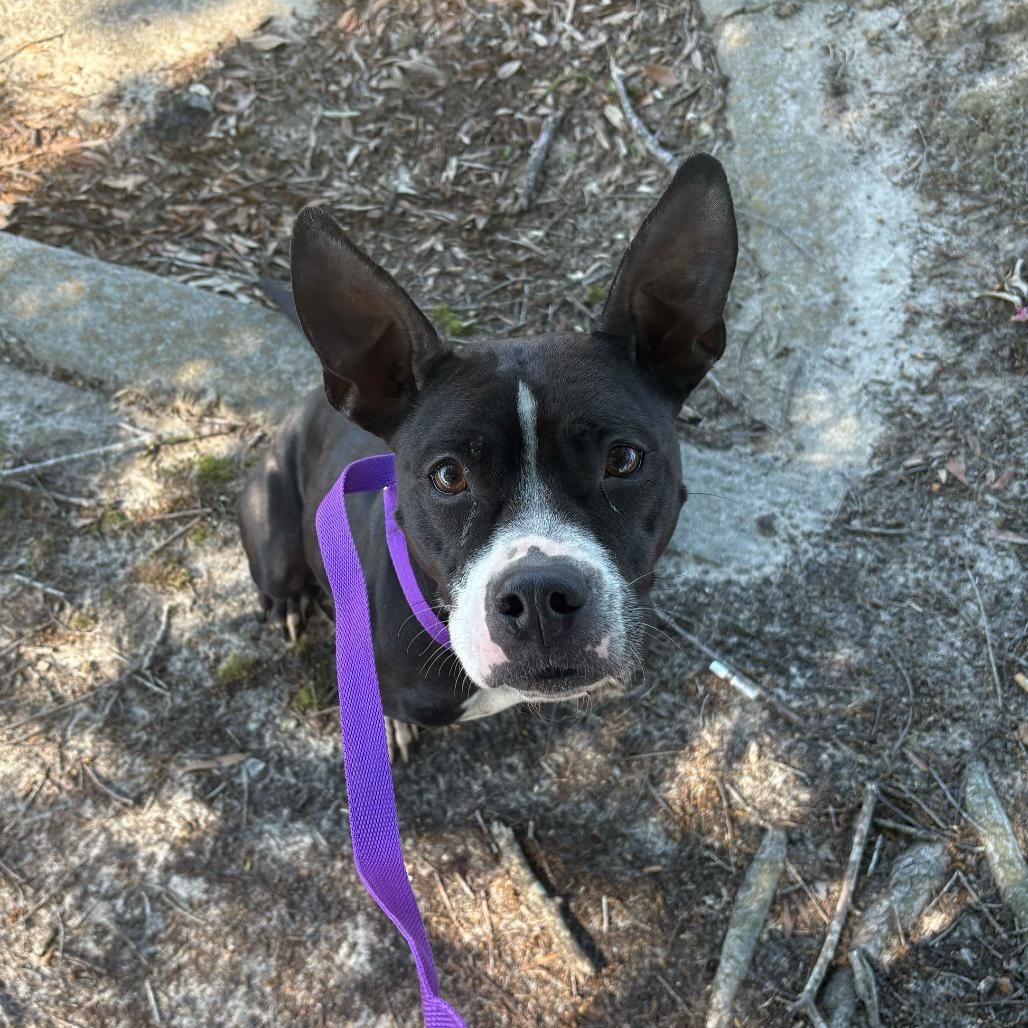 Enlarge Lyla, a Adoptable mixed breed in Valdosta , GA image 6/6