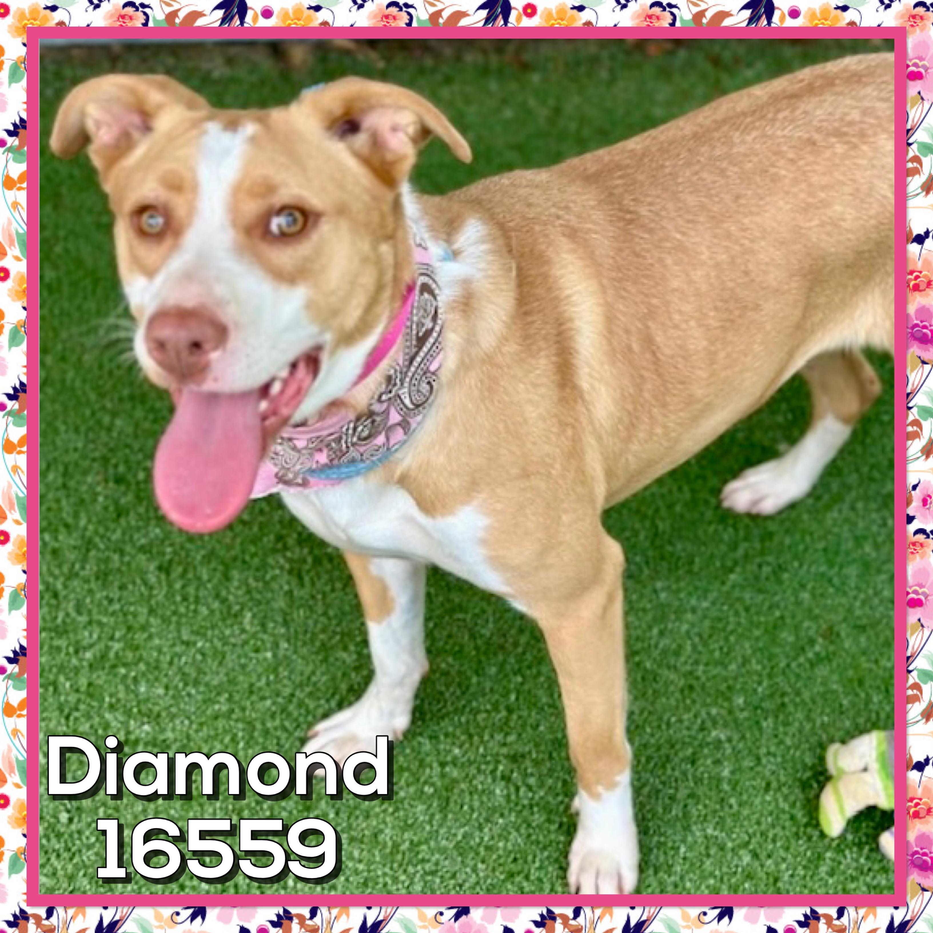 DIAMOND, a ADOPTABLE mixed breed in Marietta, GA image 3/4