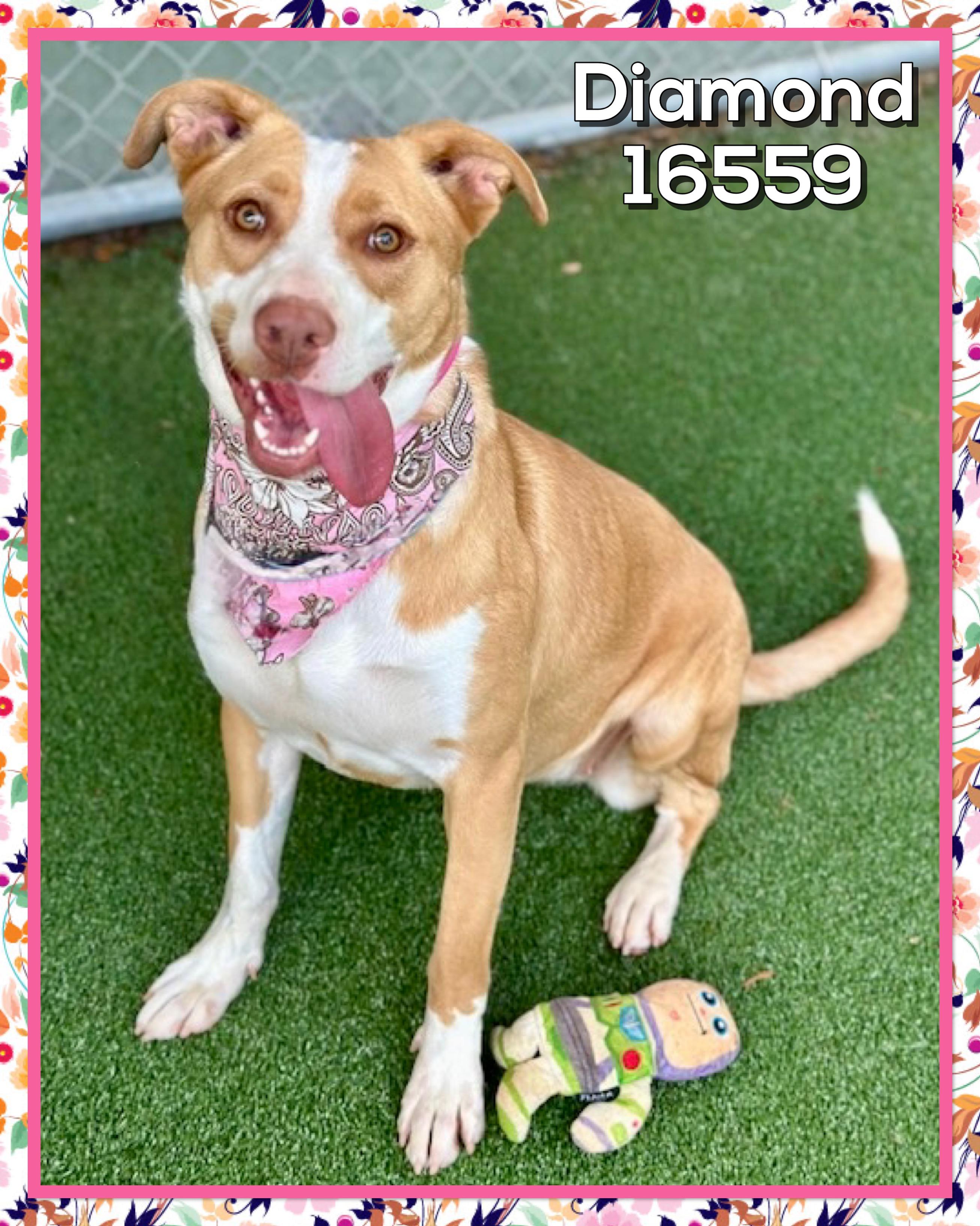 DIAMOND, ADOPTABLE, Young Female Mountain Cur.