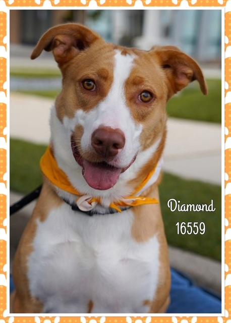 DIAMOND, an adopted mixed breed in Marietta, GA image 1/5