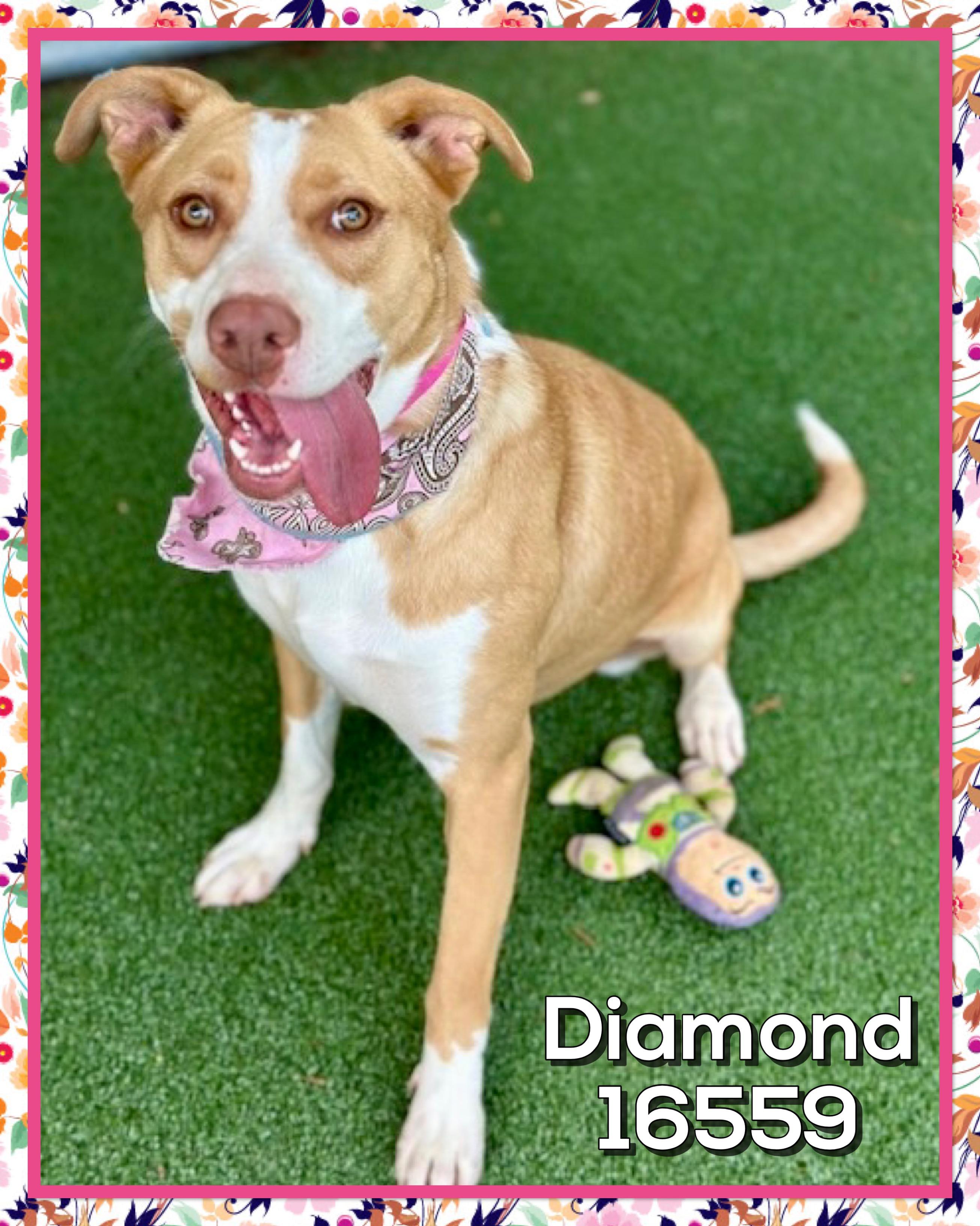 DIAMOND, a ADOPTABLE mixed breed in Marietta, GA image 4/4
