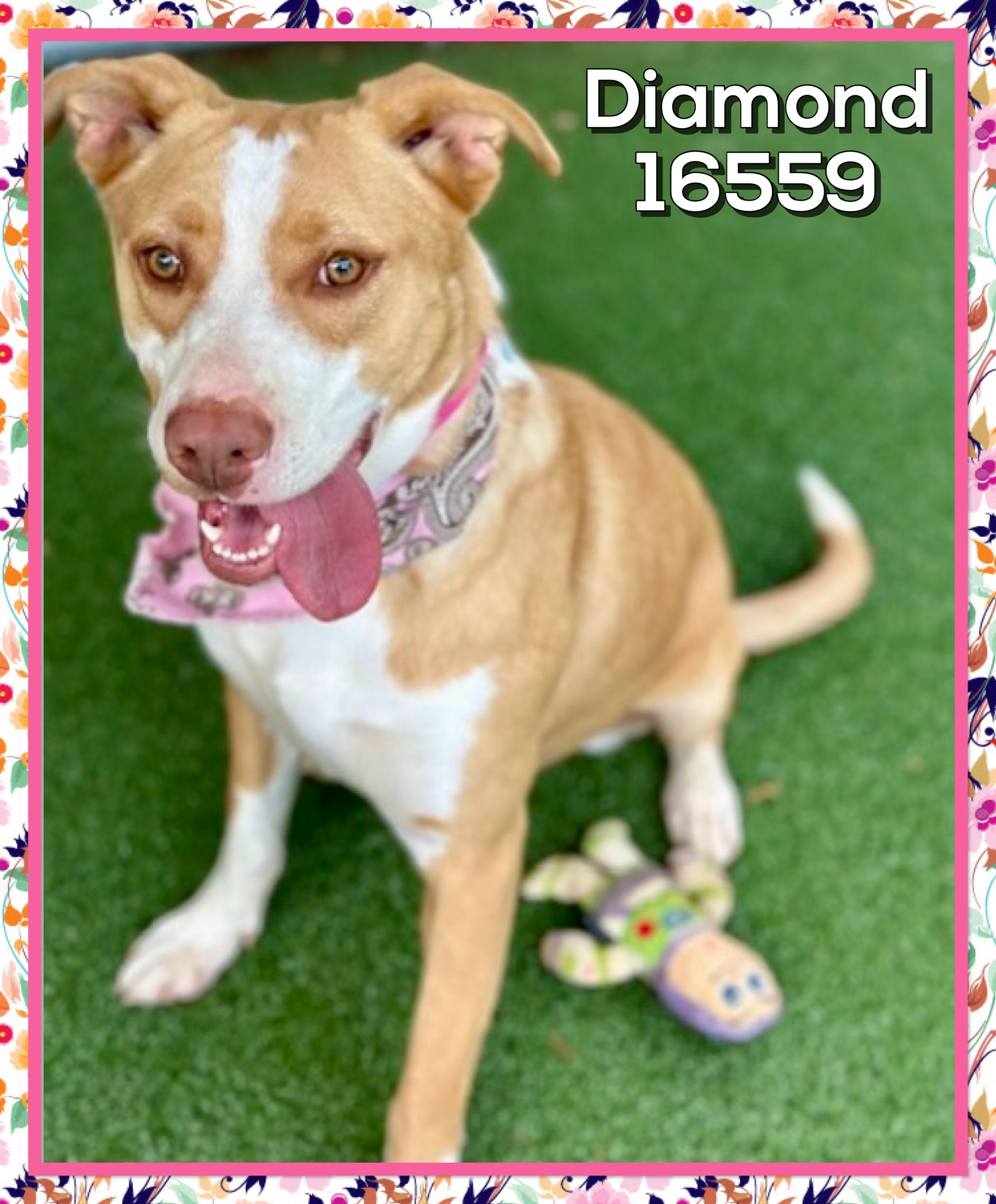 DIAMOND, a ADOPTABLE mixed breed in Marietta, GA image 2/4