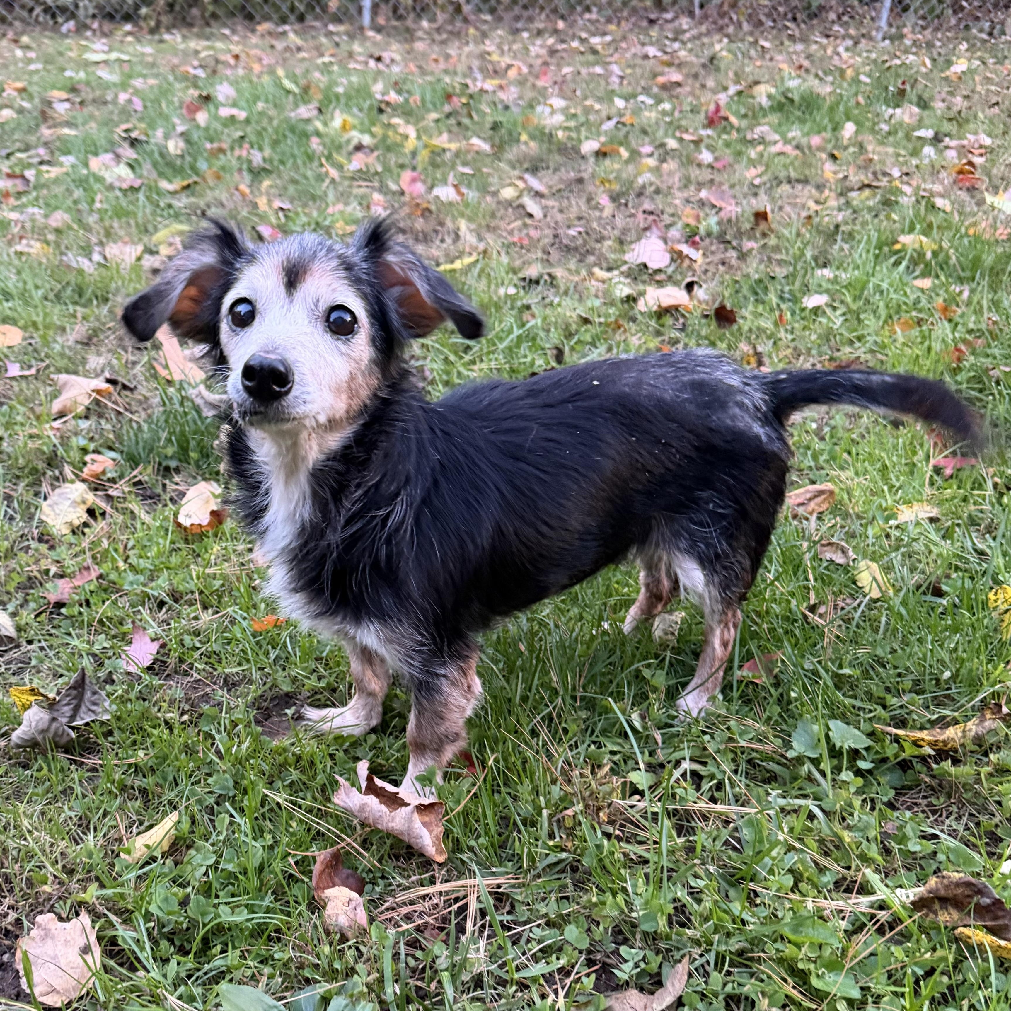 Enlarge Nellie, a Adopted mixed breed in Pelham, NH image 3/6