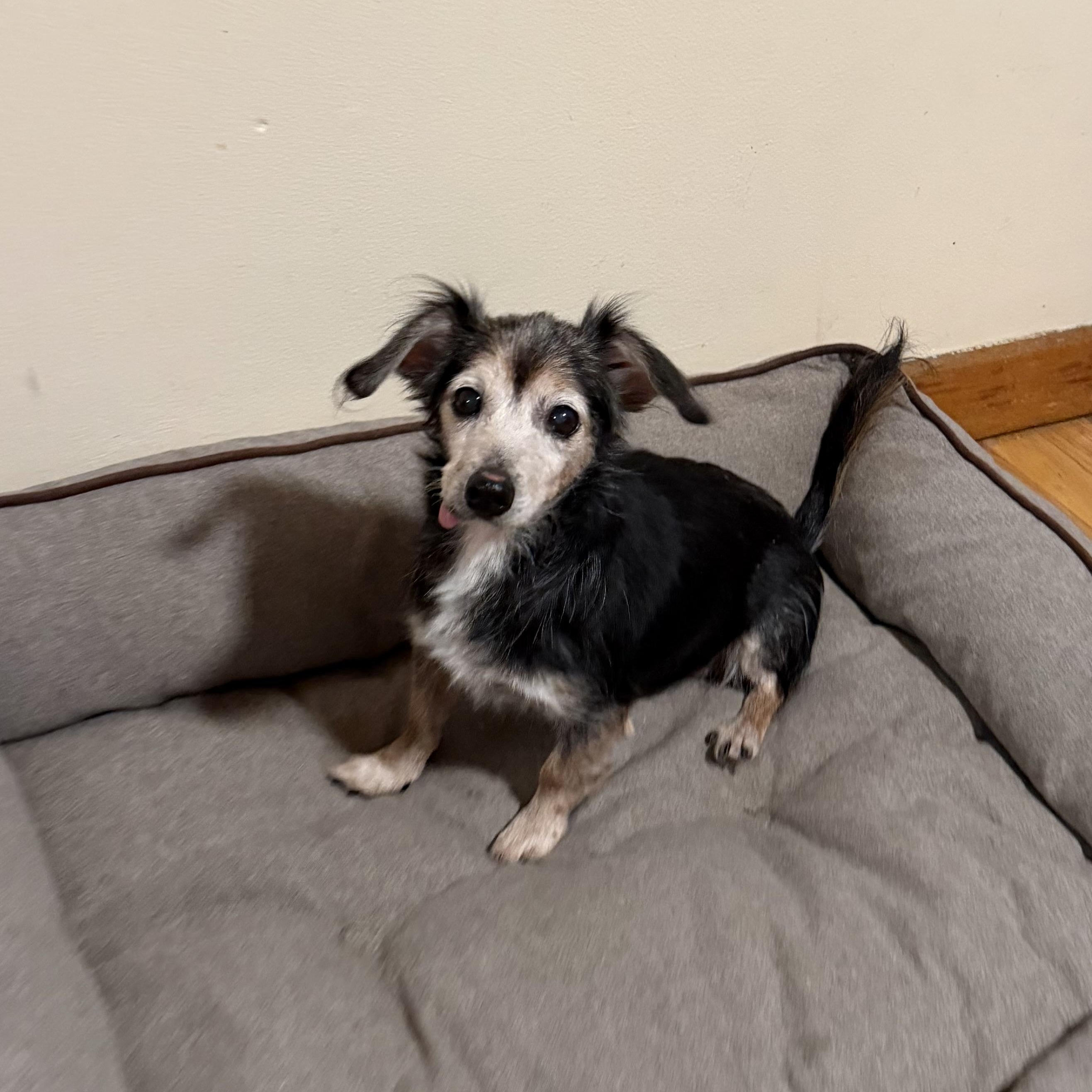 Enlarge Nellie, a Adopted mixed breed in Pelham, NH image 2/6