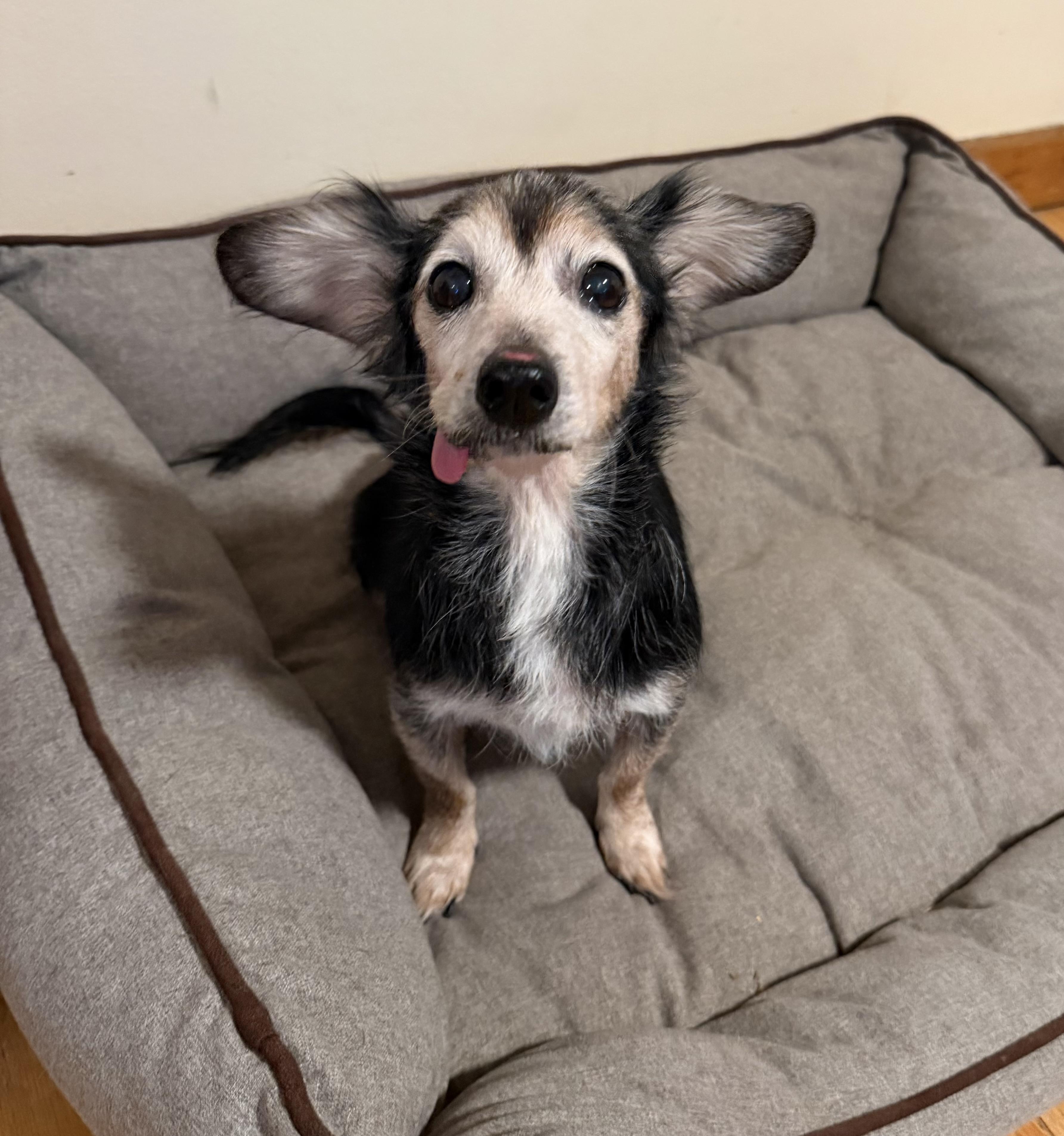 Enlarge Nellie, a Adopted mixed breed in Pelham, NH image 5/6
