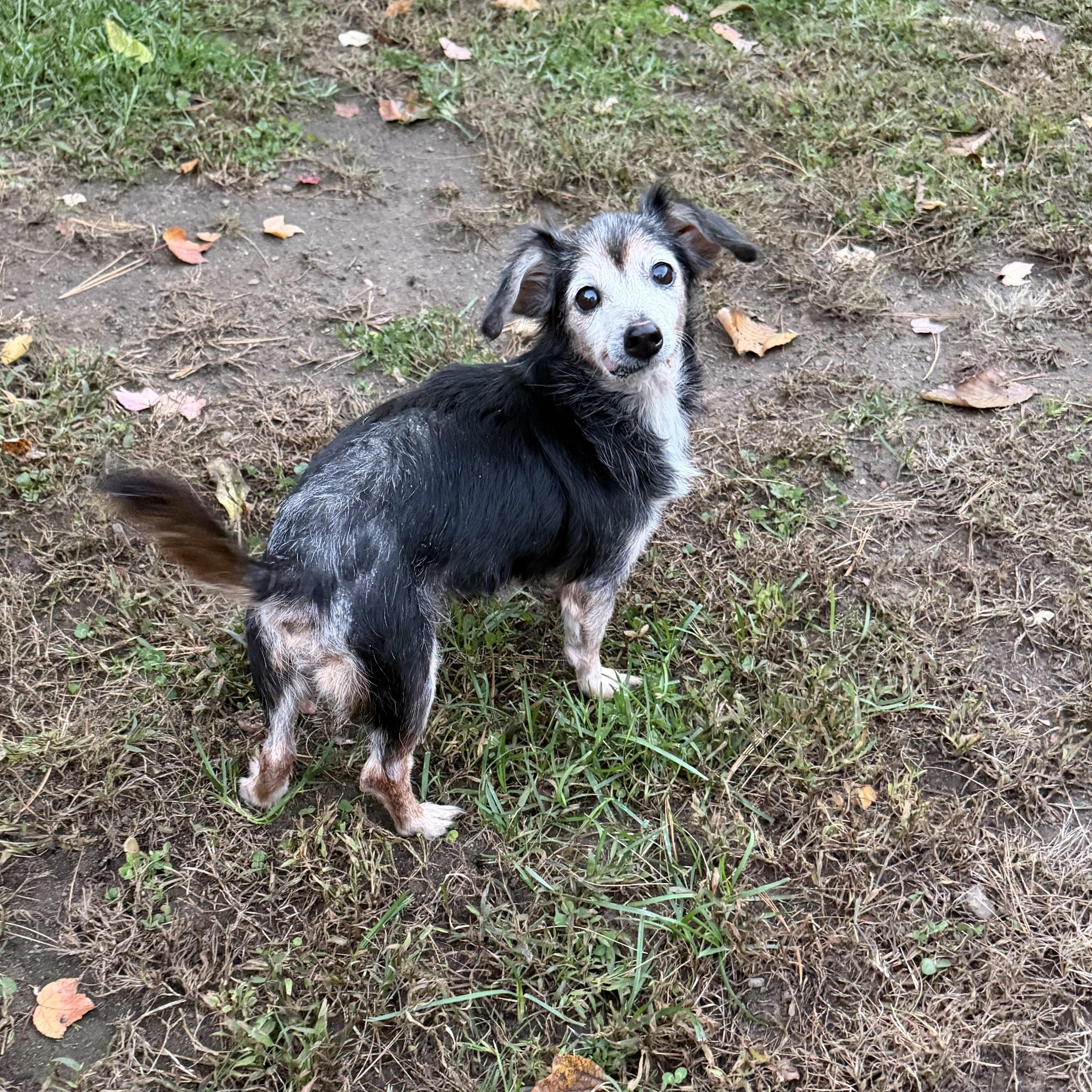 Enlarge Nellie, a Adopted mixed breed in Pelham, NH image 4/6