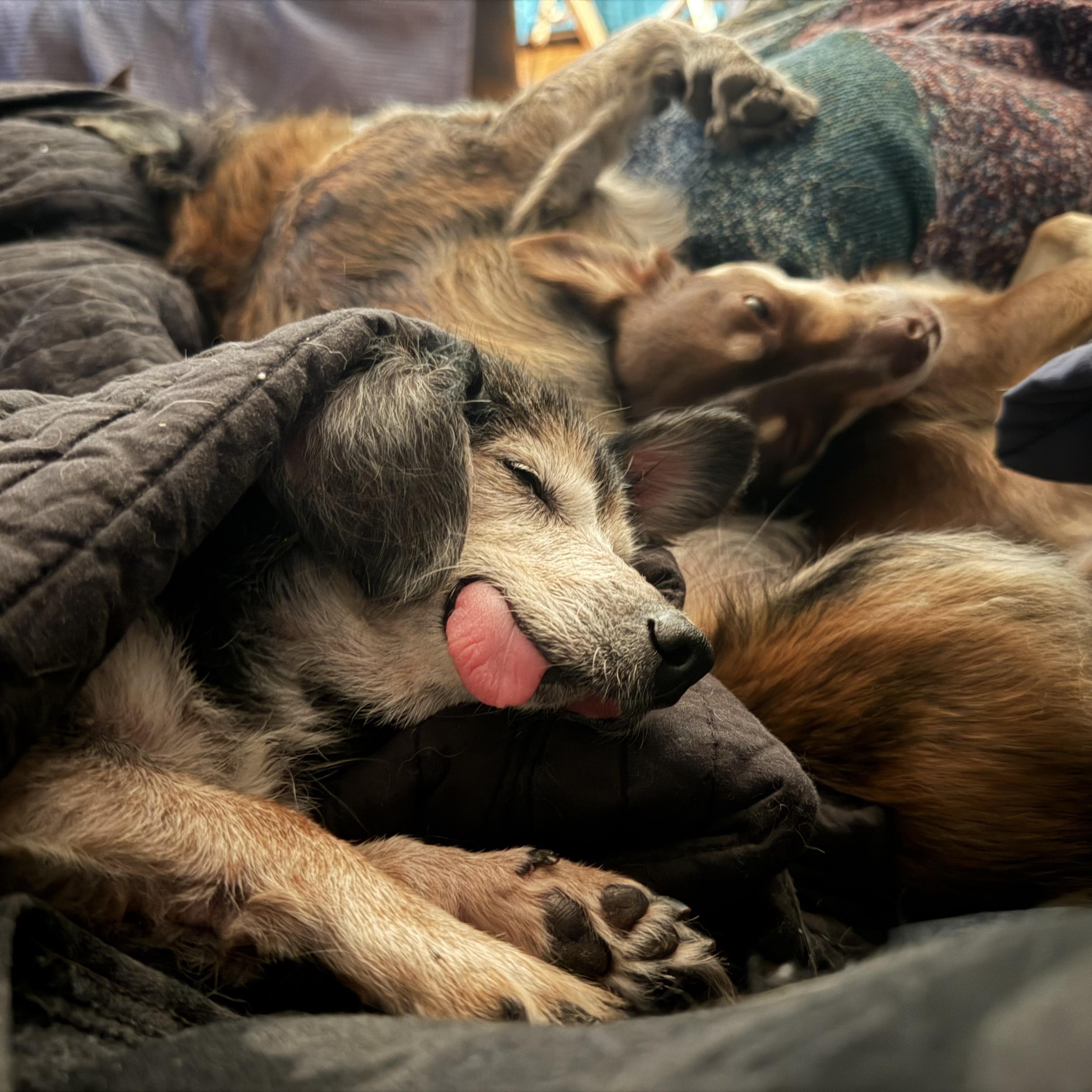 Enlarge Nellie, a Adopted mixed breed in Pelham, NH image 6/6