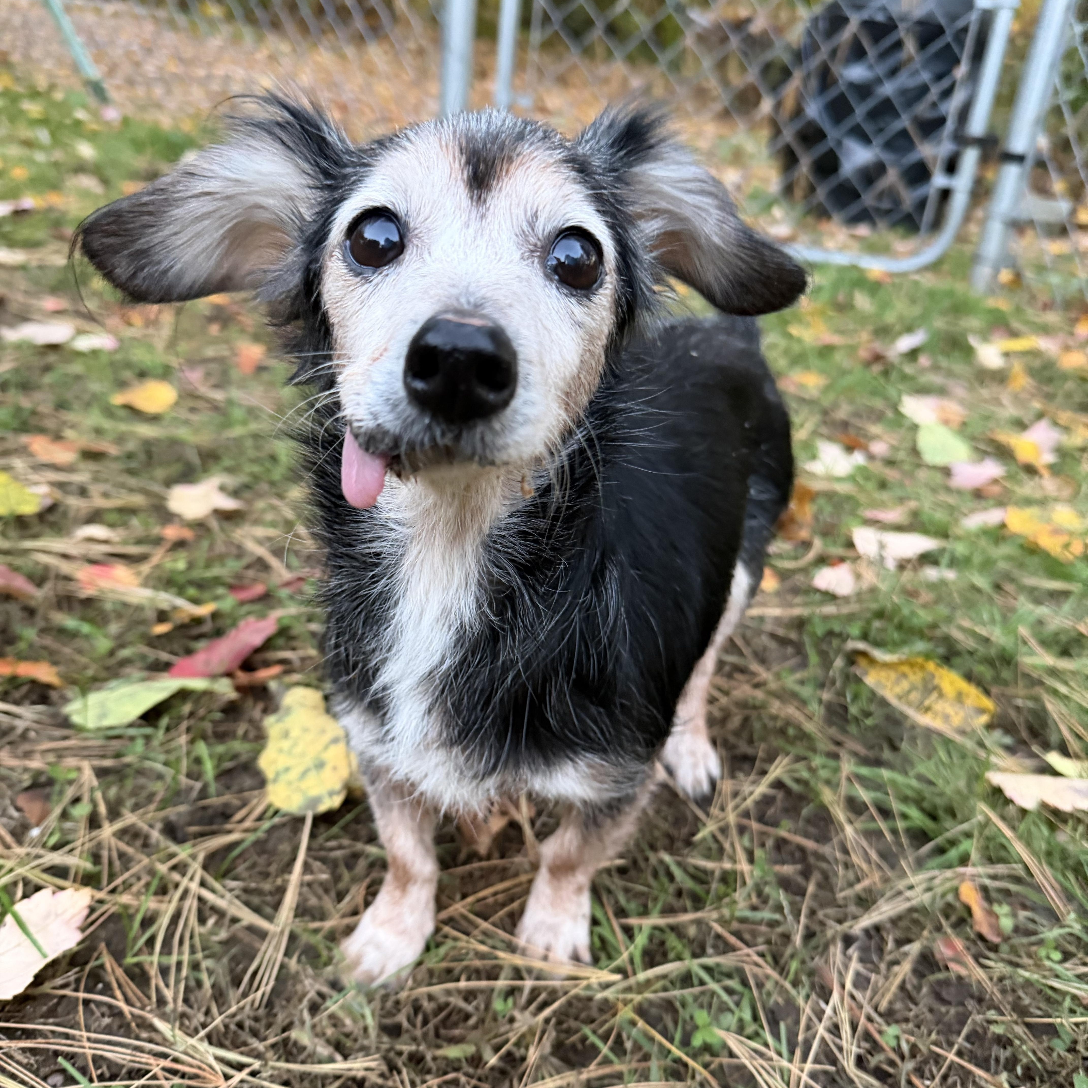 Enlarge Nellie, a Adopted mixed breed in Pelham, NH image 1/6