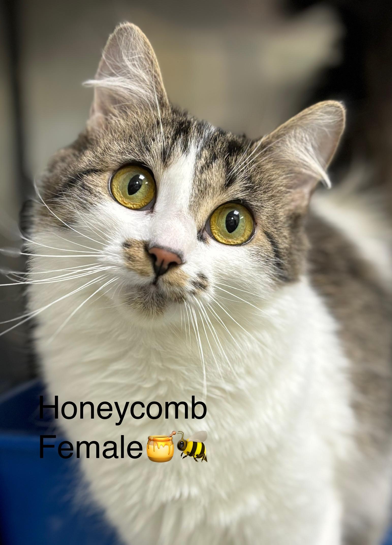 Enlarge Honeycomb, a ADOPTABLE mixed breed in Calais, ME image 1/1