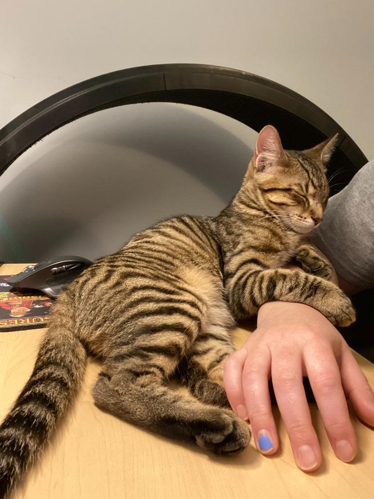 Justin Jefferson (JJ) / Lucien, Adoptable, Adult Male Domestic Short Hair.