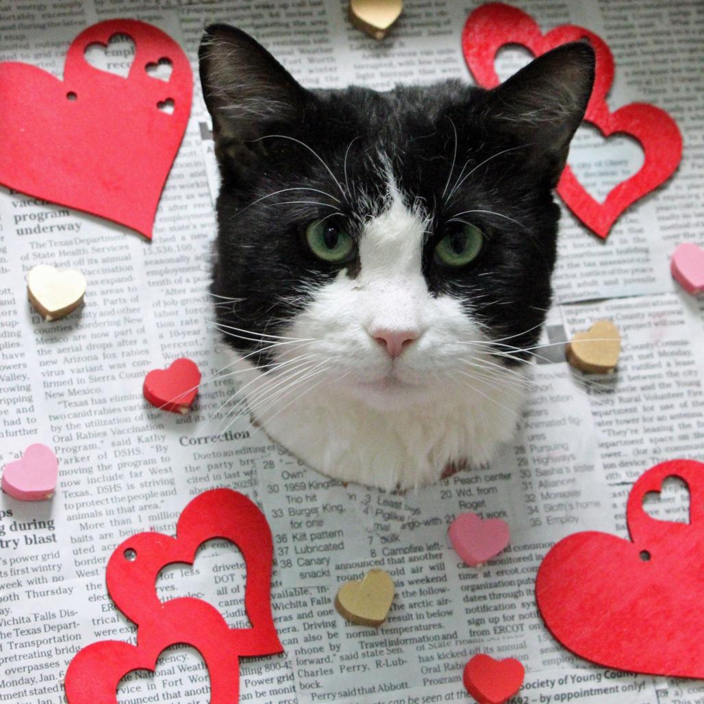 Lil Wayne, an adoptable Domestic Short Hair in Graham, TX, 76450 | Photo Image 2