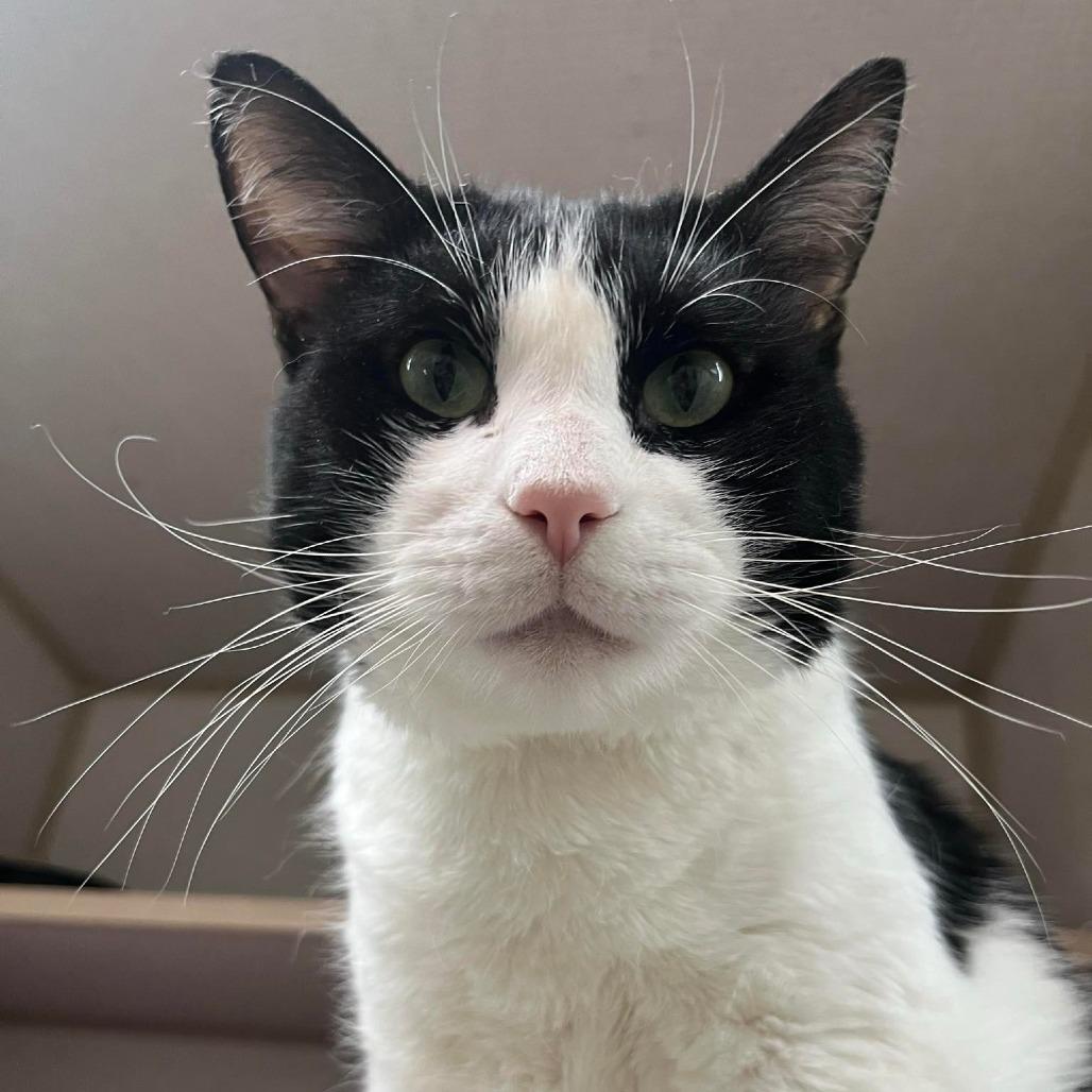 Lil Wayne, an adoptable Domestic Short Hair in Graham, TX, 76450 | Photo Image 1